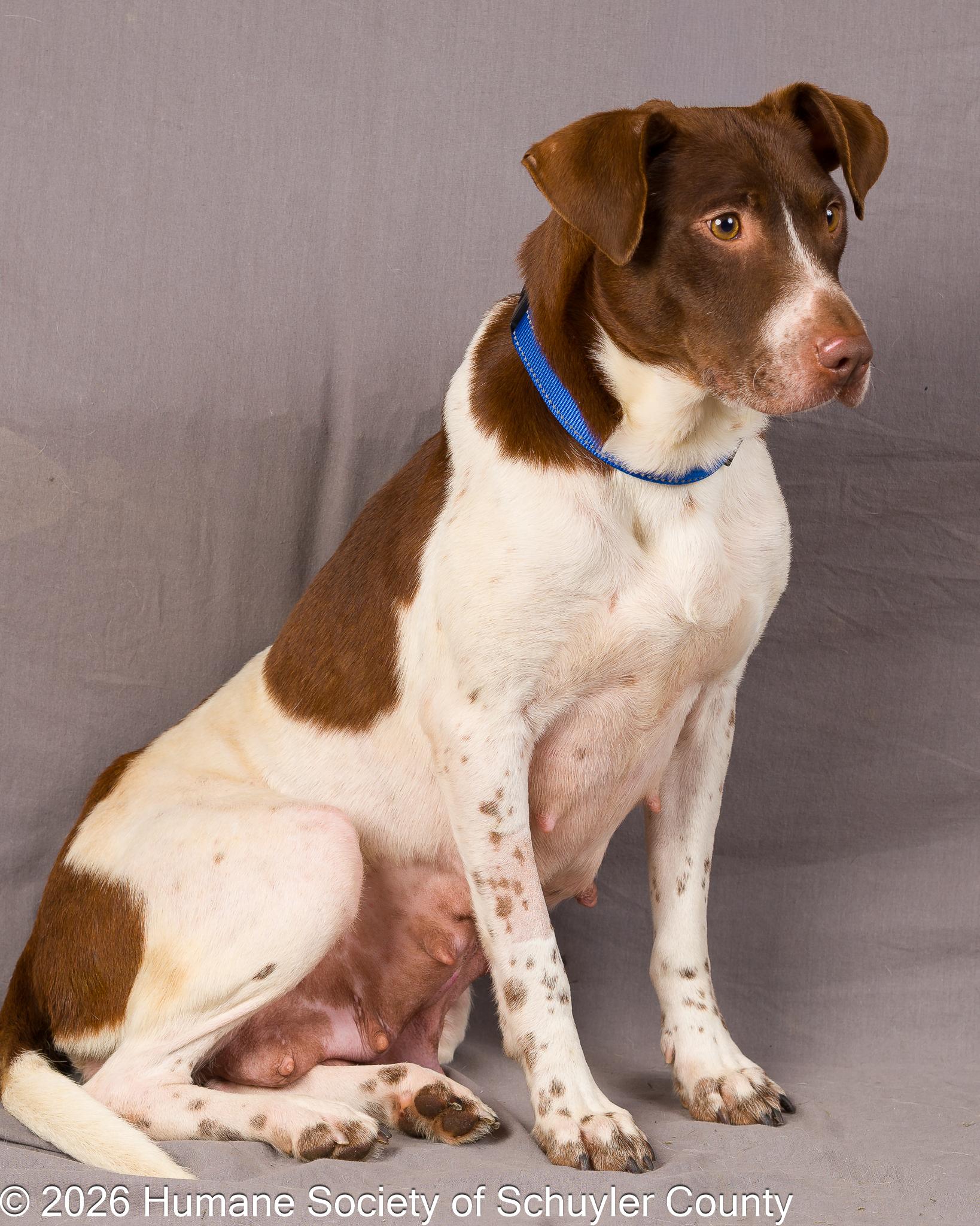 Enlarge Lynne, a ADOPTABLE mixed breed in Montour Falls, NY image 4/4