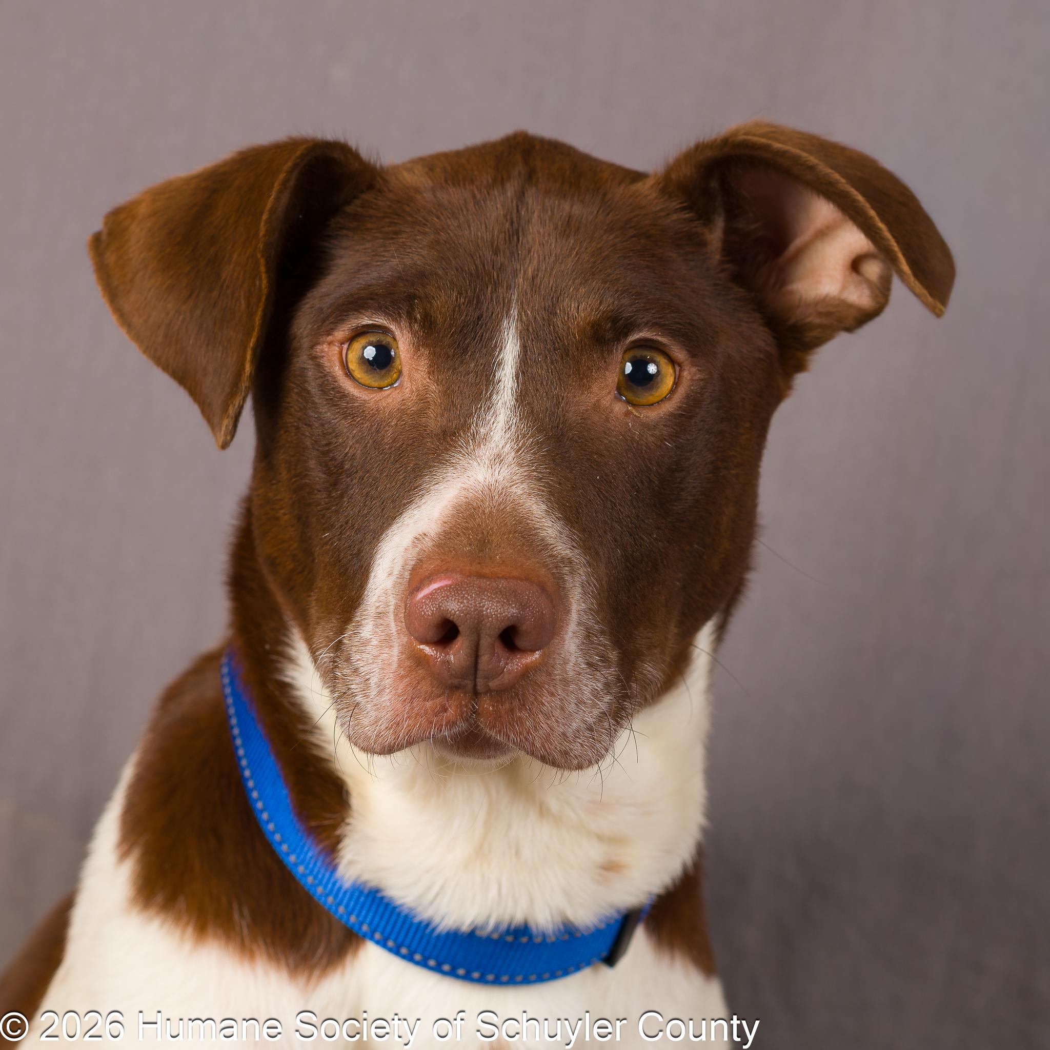 Enlarge Lynne, a ADOPTABLE mixed breed in Montour Falls, NY image 1/4