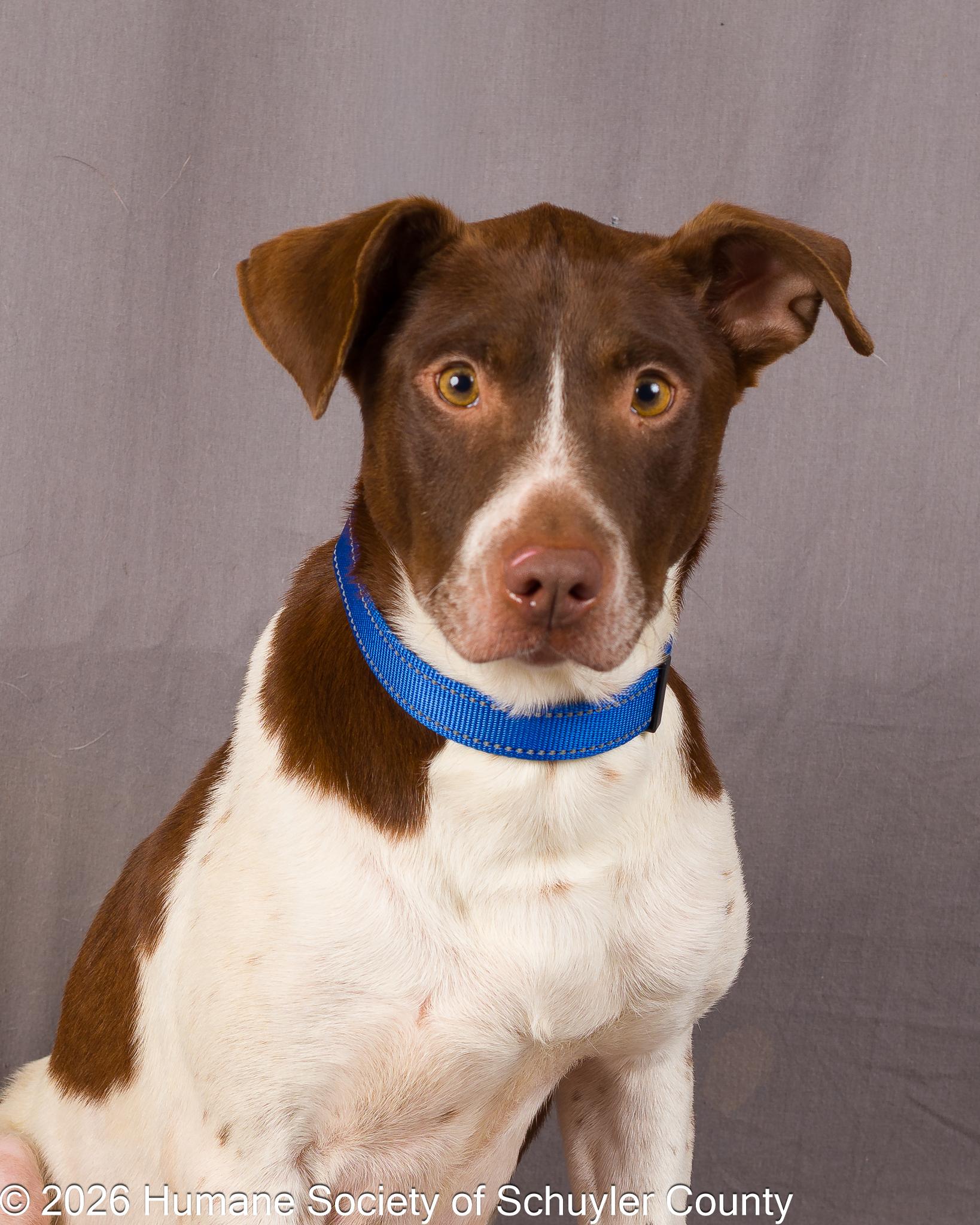 Enlarge Lynne, a ADOPTABLE mixed breed in Montour Falls, NY image 2/4