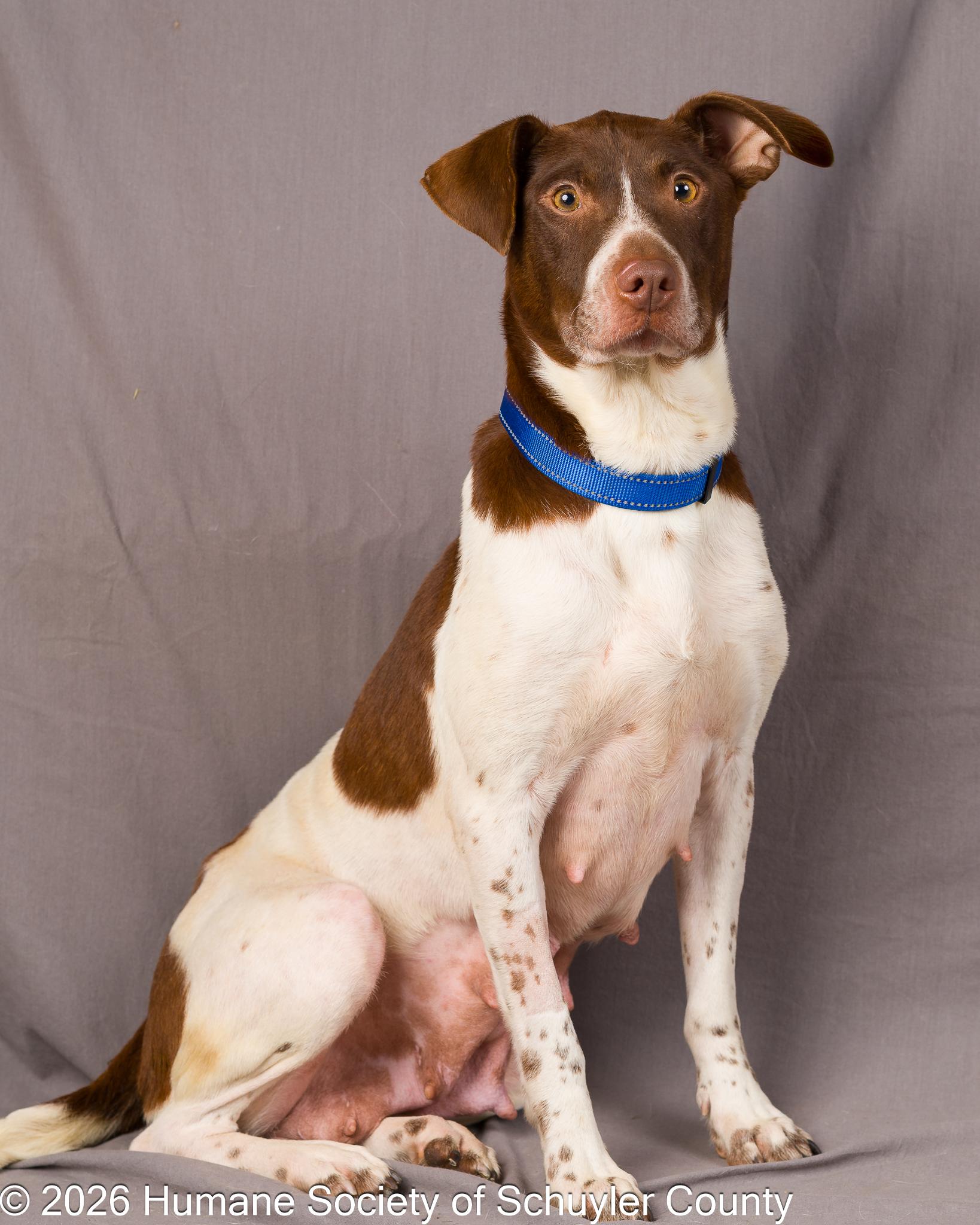 Enlarge Lynne, a ADOPTABLE mixed breed in Montour Falls, NY image 3/4