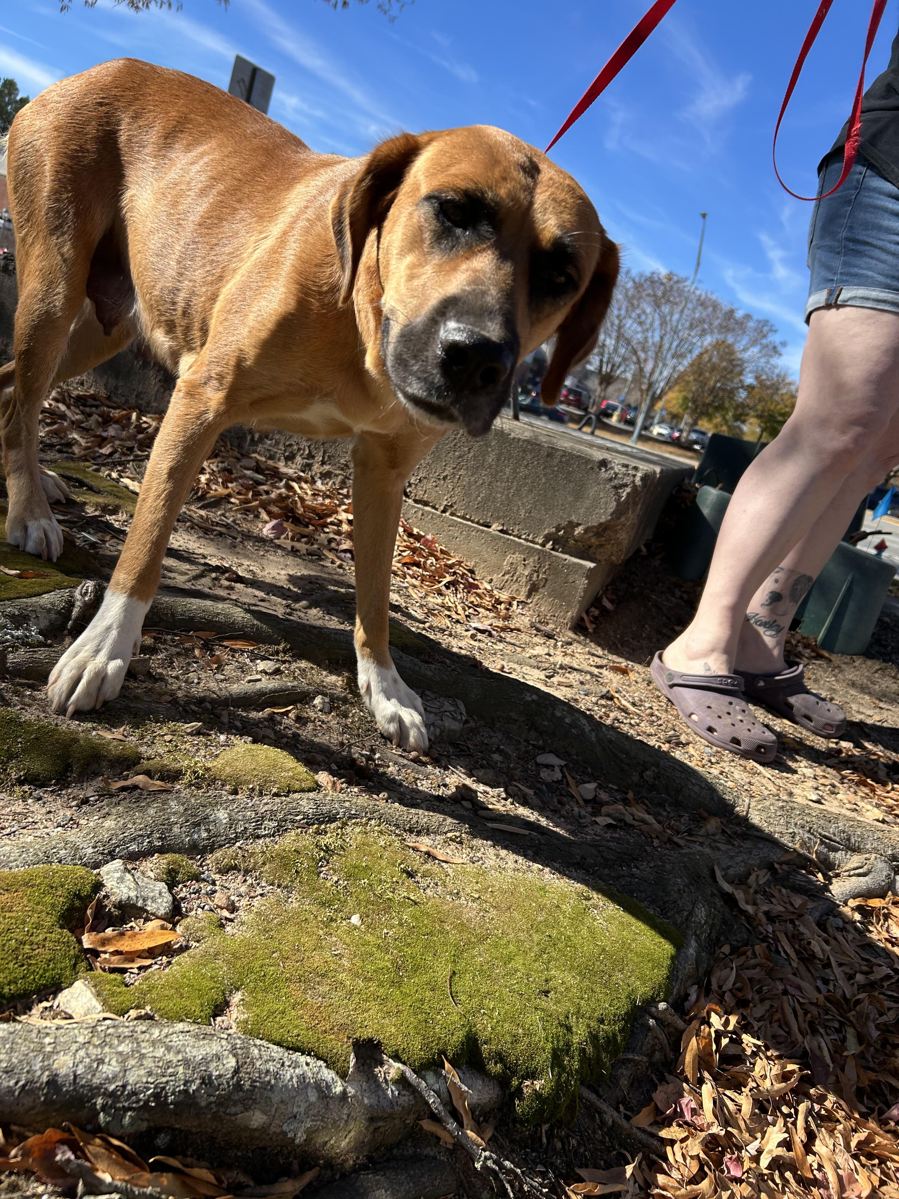 Shadow 418, Adoptable, Adult Female Saint Bernard & Labrador Retriever.