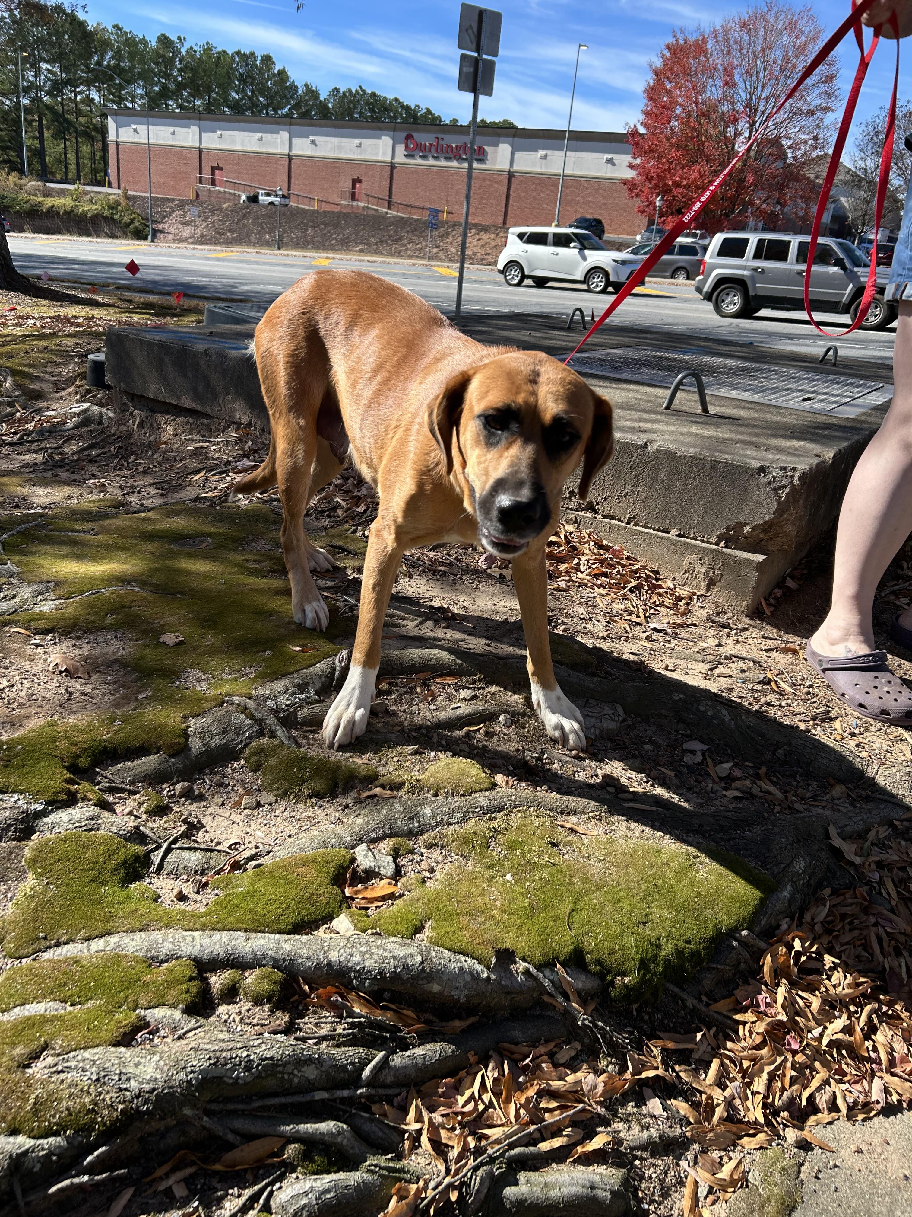 Enlarge Shadow 418, a Adoptable mixed breed in Winder, GA image 2/4