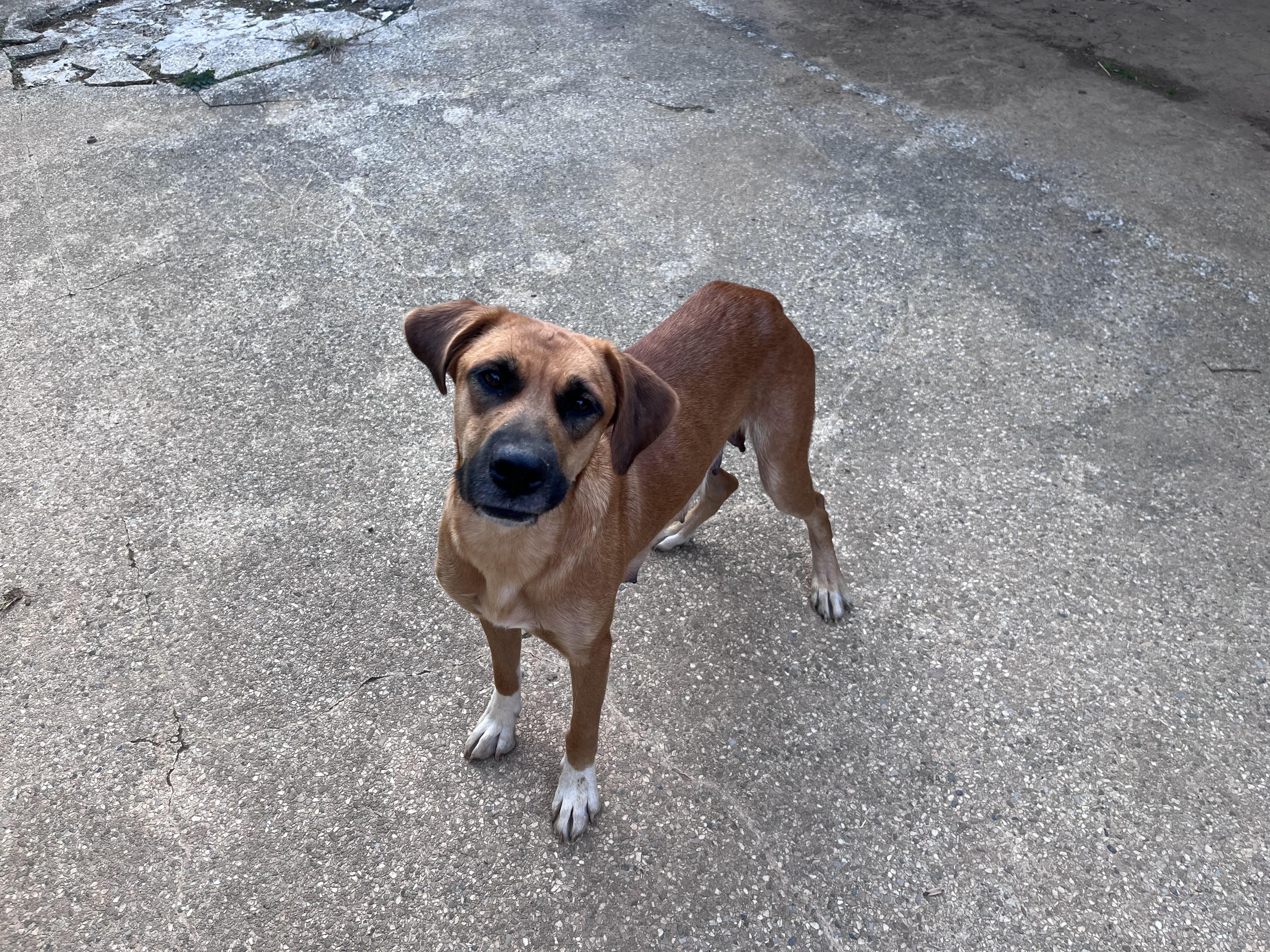 Enlarge Shadow 418, a Adoptable mixed breed in Winder, GA image 3/4