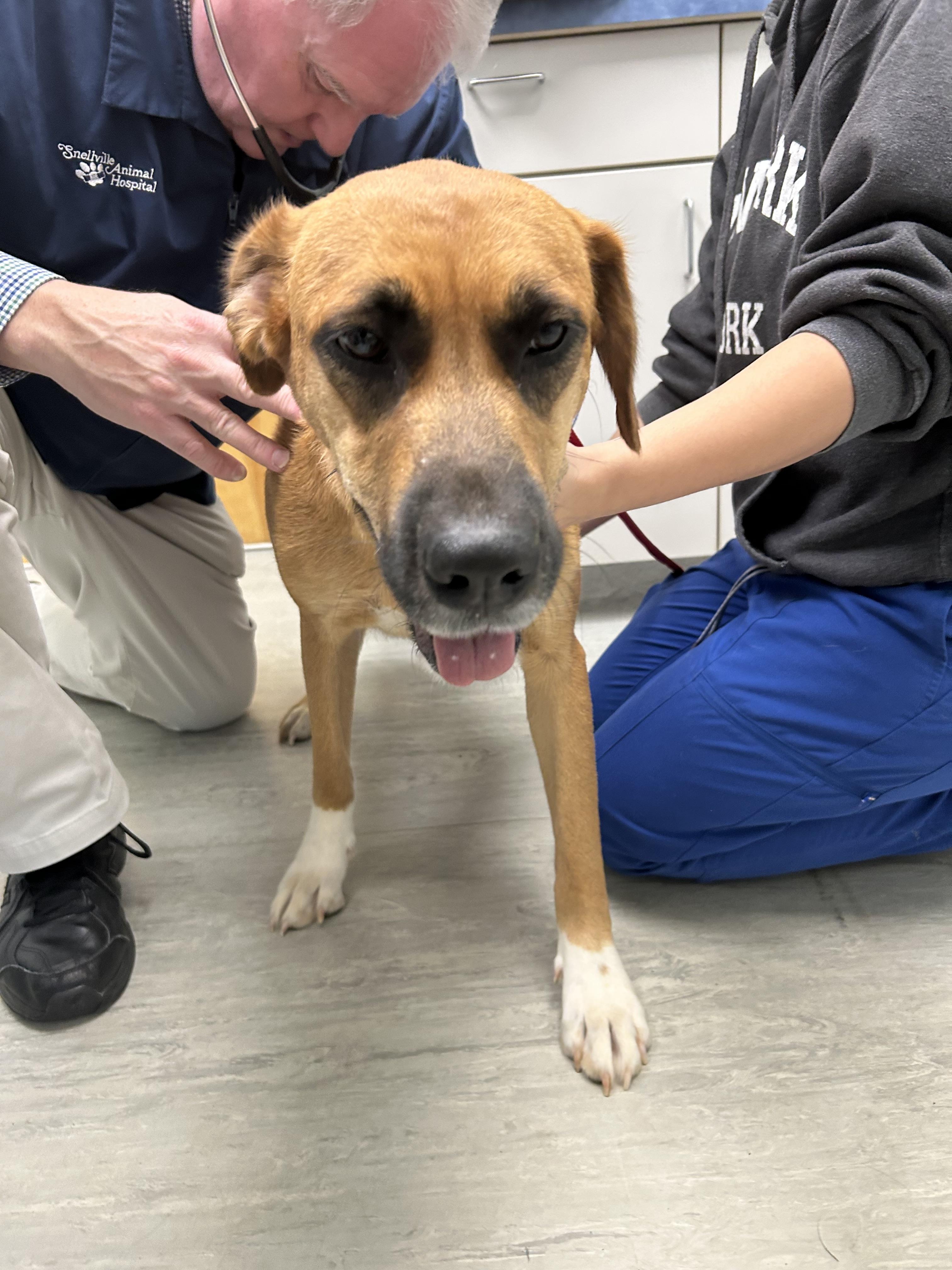 Enlarge Shadow 418, a Adoptable mixed breed in Winder, GA image 4/4