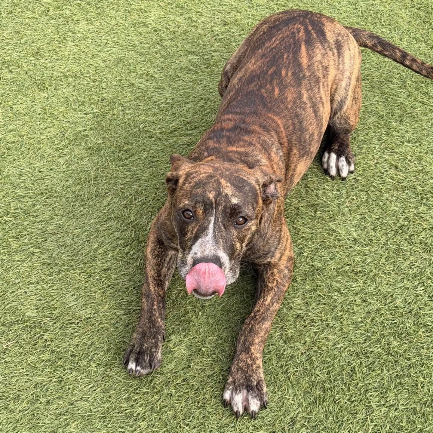 Enlarge Jenna , a ADOPTABLE Pit Bull Terrier in Whitestone, NY image 3/4