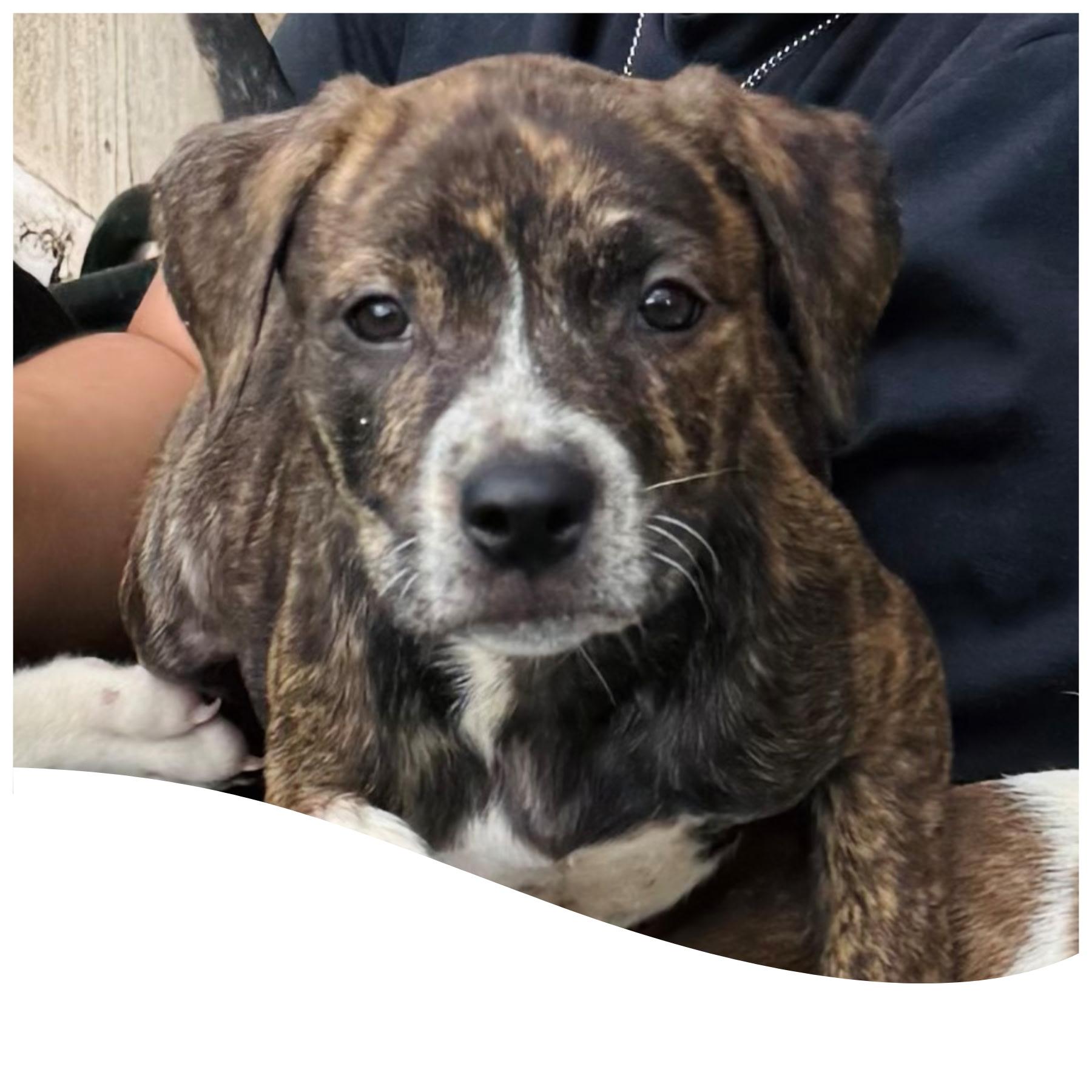 Jenna , ADOPTABLE, Puppy Female Pit Bull Terrier.