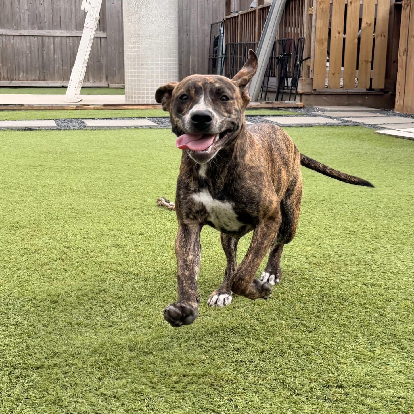 Enlarge Jenna , a ADOPTABLE Pit Bull Terrier in Whitestone, NY image 1/4