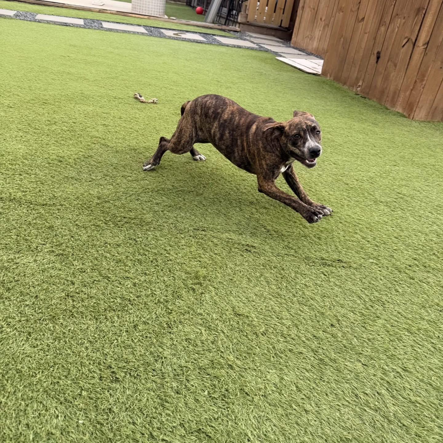 Enlarge Jenna , a ADOPTABLE Pit Bull Terrier in Whitestone, NY image 4/4