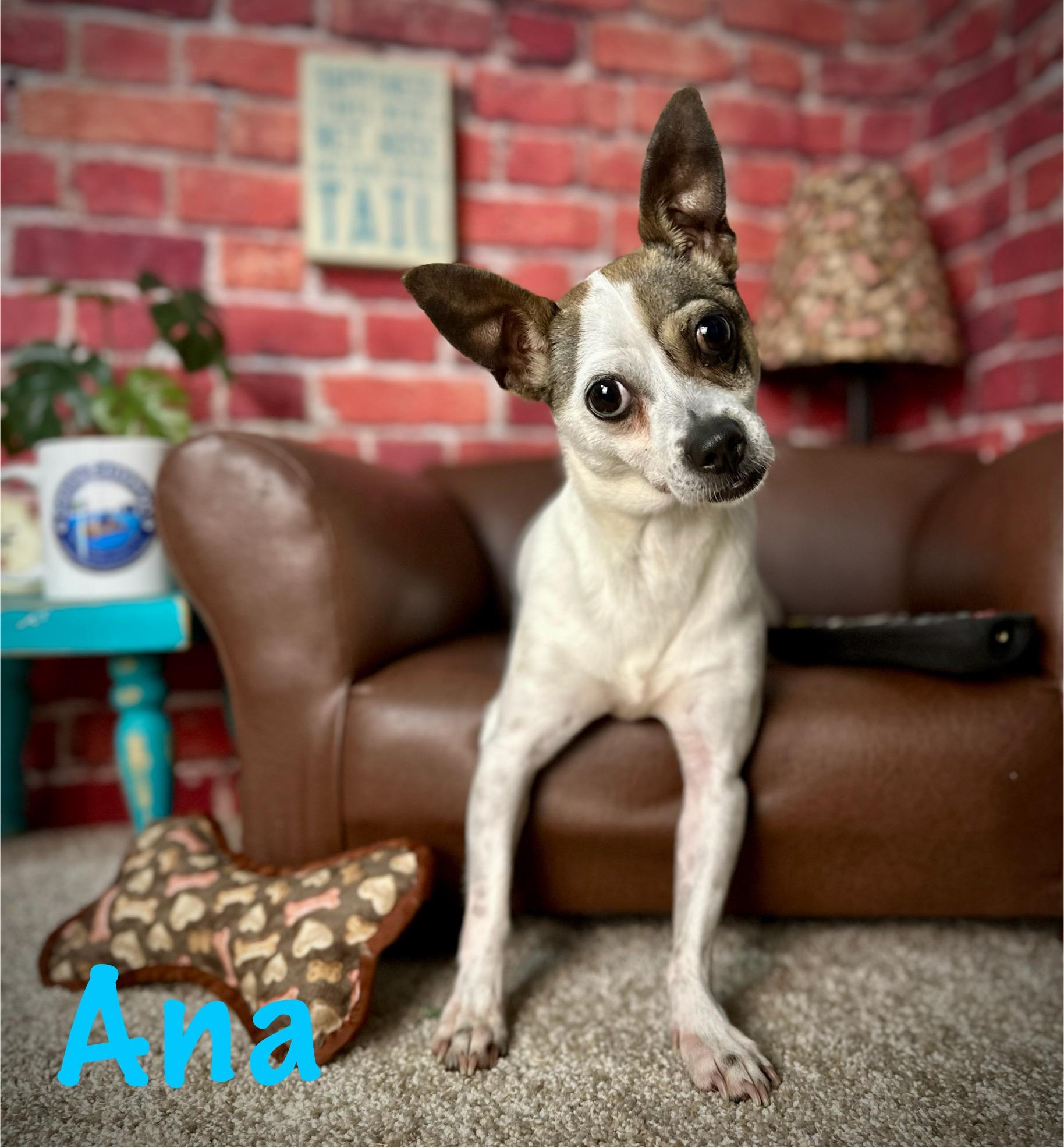 Ana, an adoptable Rat Terrier in Arcadia, FL, 34266 | Photo Image 5