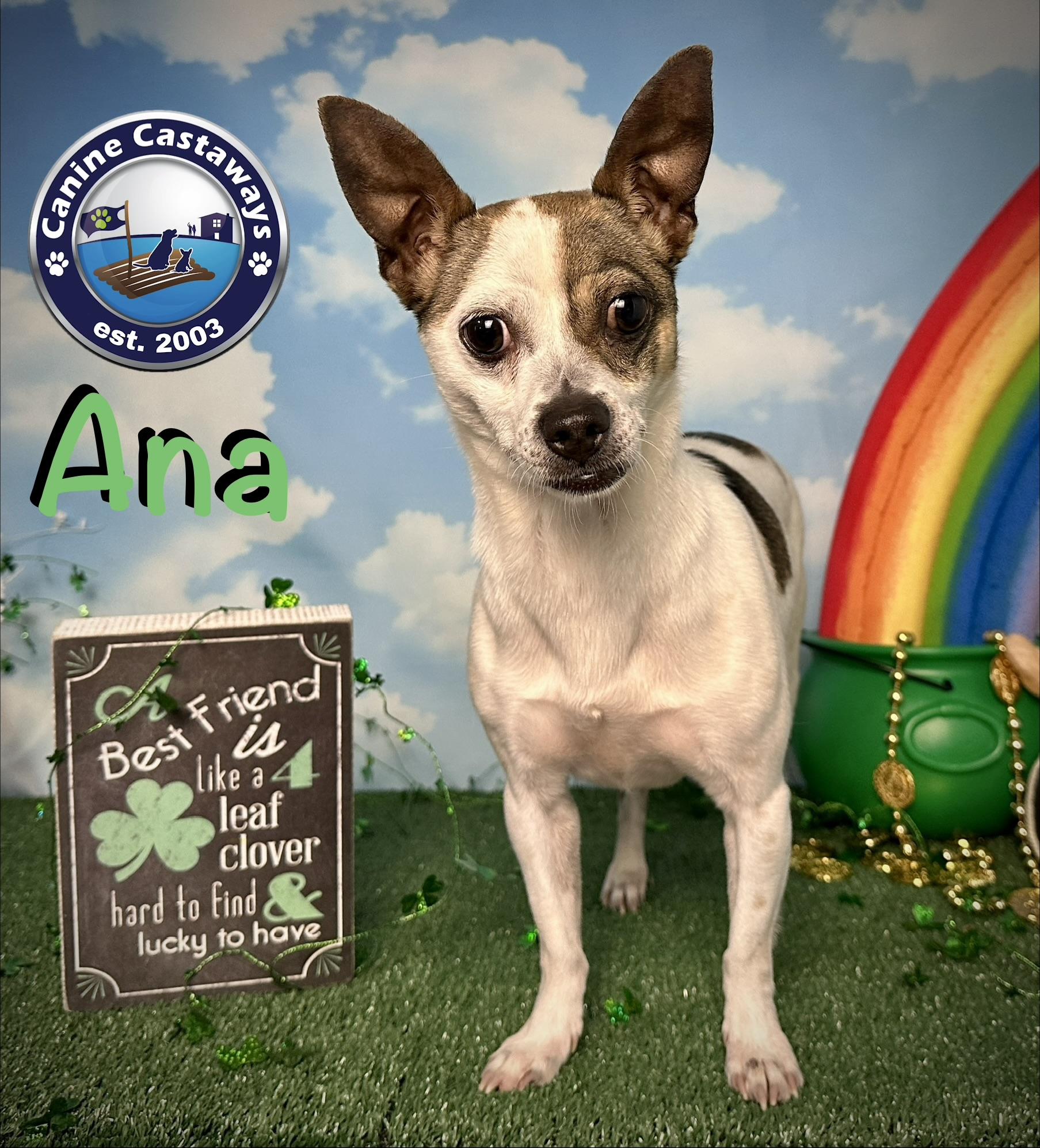 Enlarge Ana, a Adoptable Rat Terrier in Arcadia, FL image 2/6