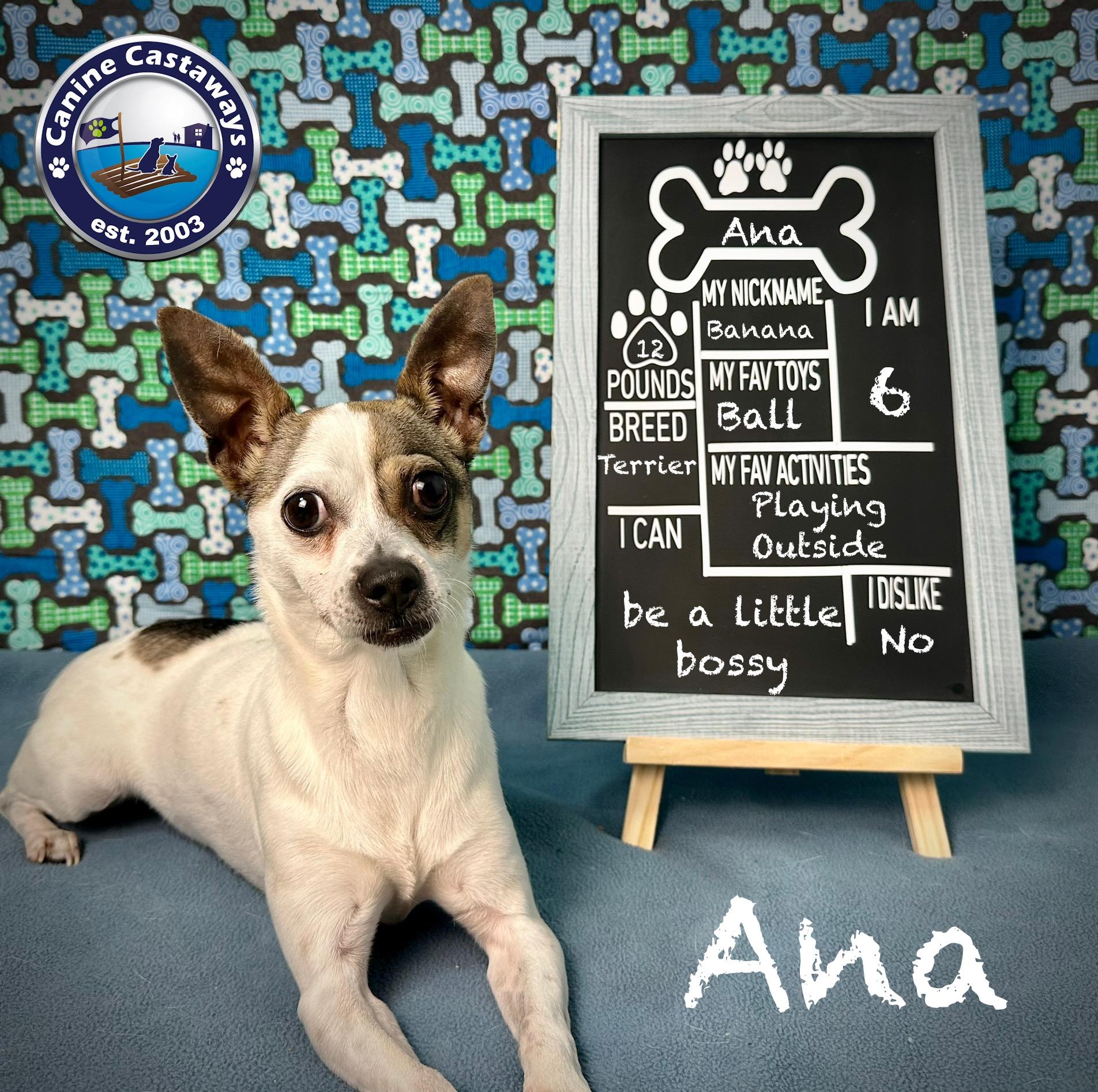 Ana, a Adoptable Rat Terrier in Arcadia, FL image 2/6