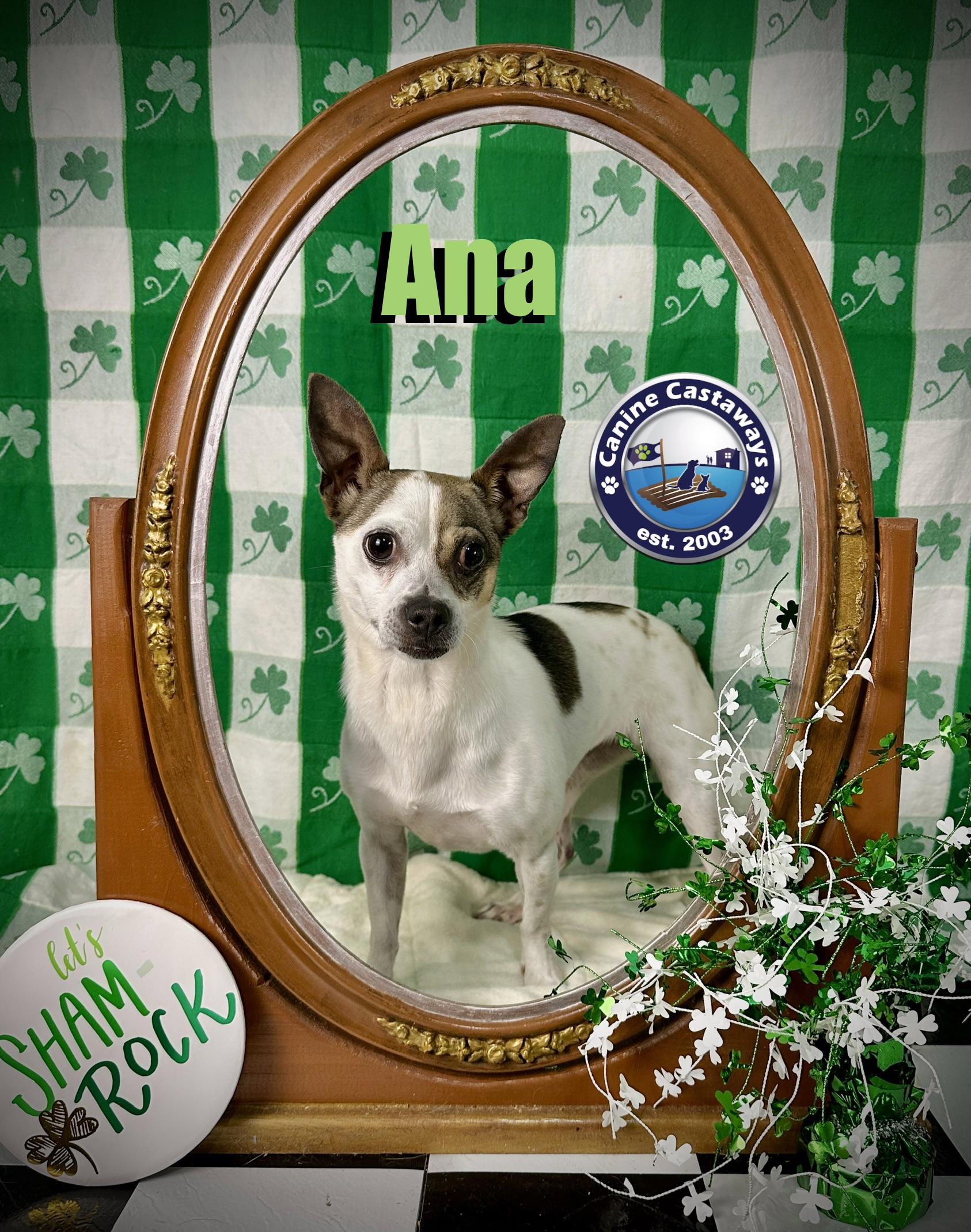 Enlarge Ana, a Adoptable Rat Terrier in Arcadia, FL image 3/6