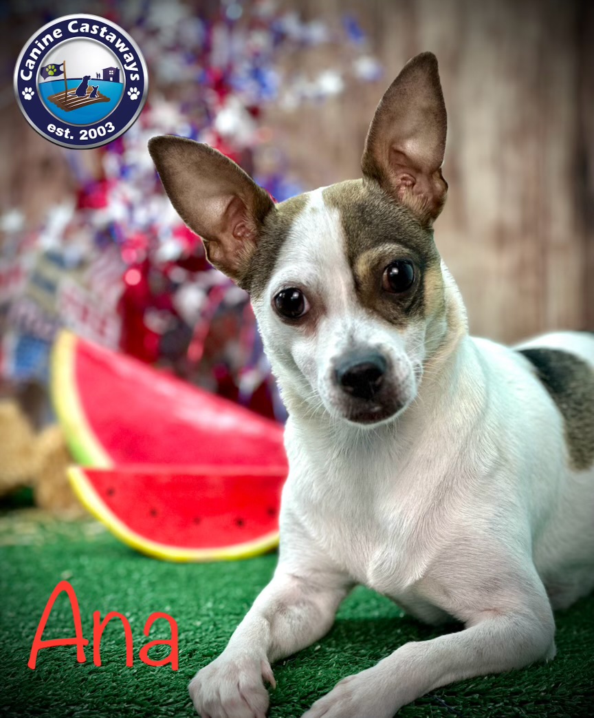 Ana, Adult Female Rat Terrier