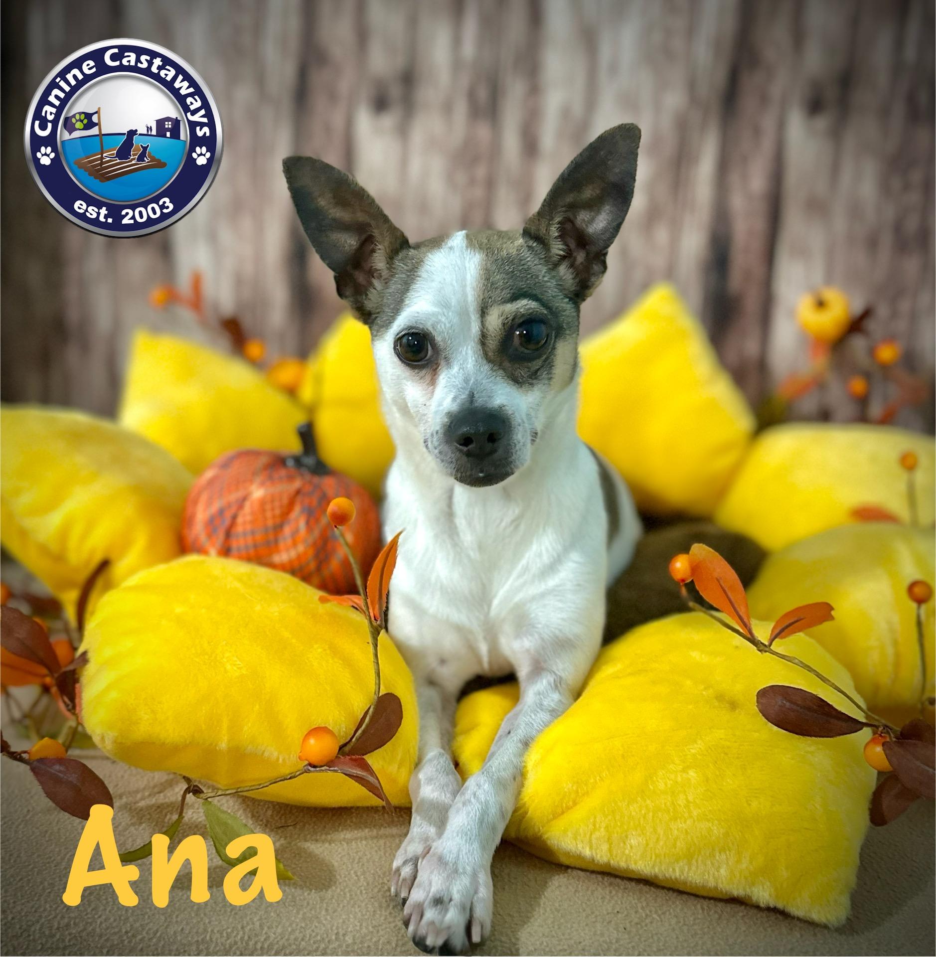 Ana, an adoptable Rat Terrier in Arcadia, FL, 34266 | Photo Image 3