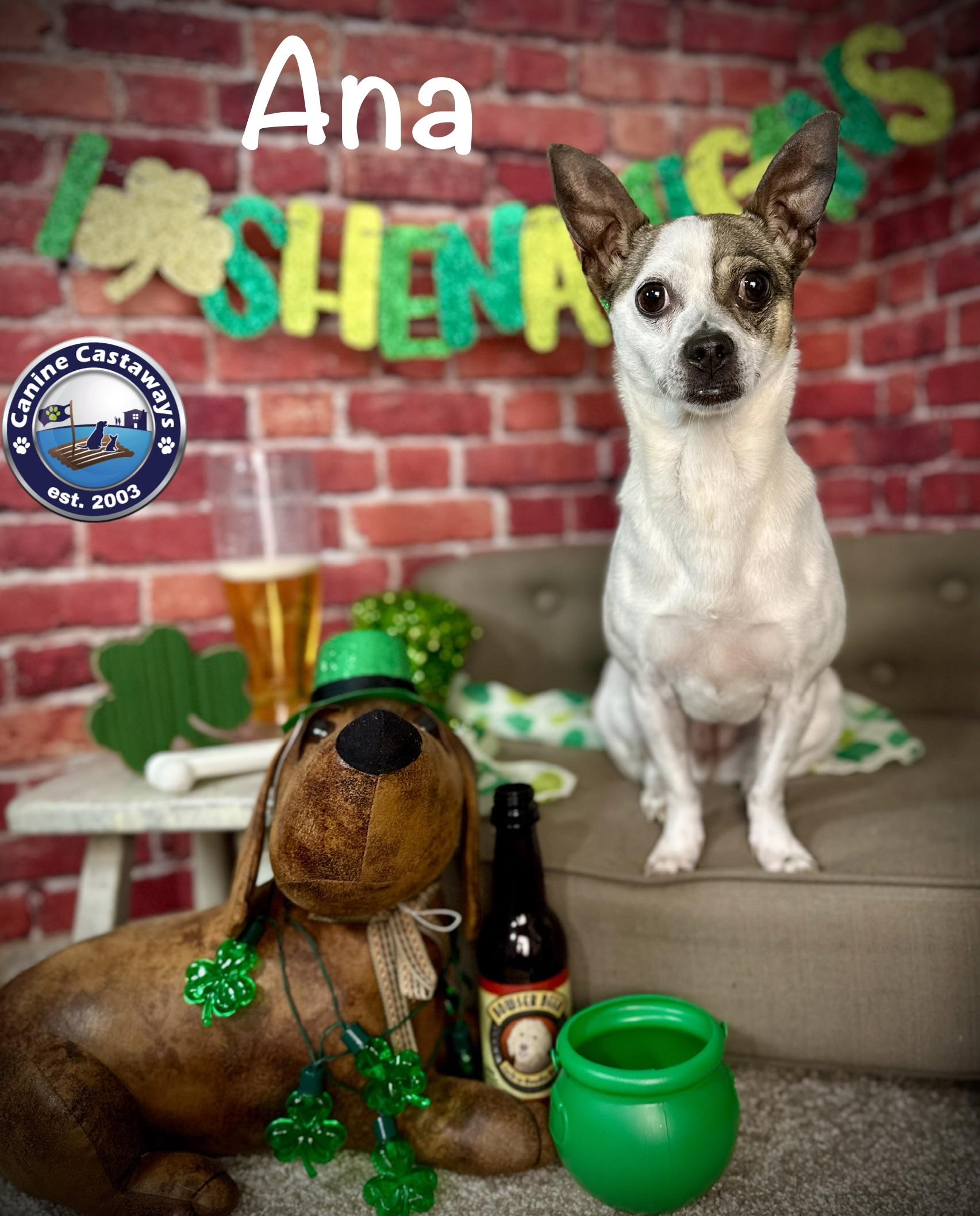 Enlarge Ana, a Adoptable Rat Terrier in Arcadia, FL image 4/6