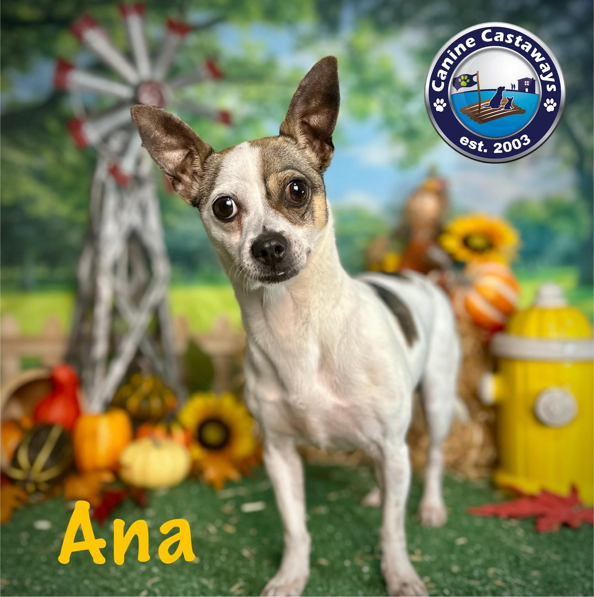 Ana, Adoptable, Adult Female Rat Terrier.