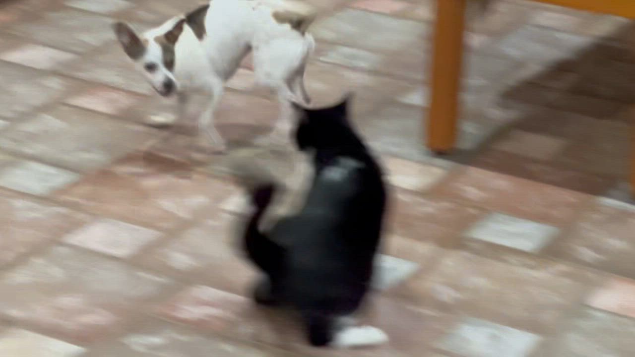 Enlarge Ana, a Adoptable Rat Terrier in Arcadia, FL video 5/6