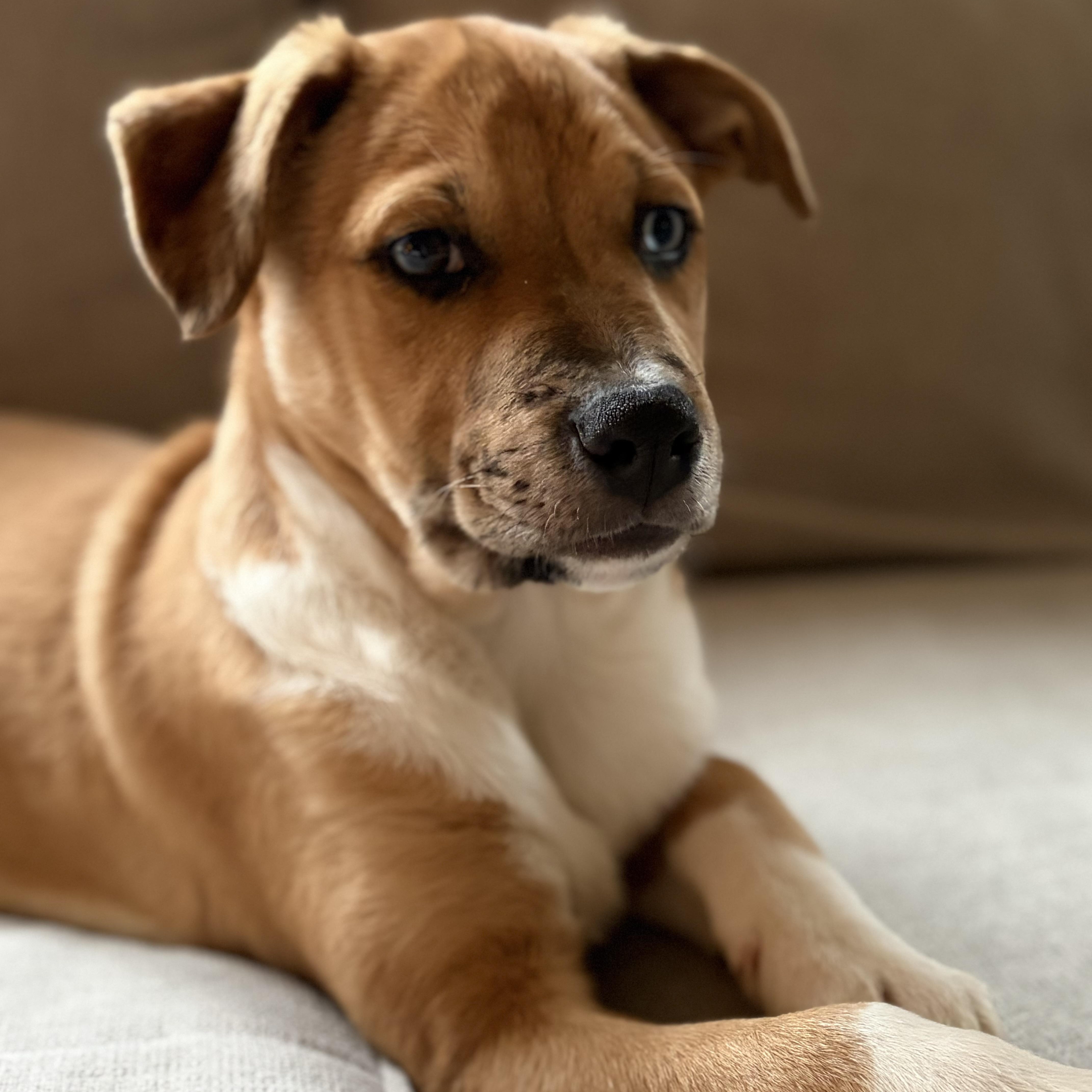 Rusty, Adoptable, Puppy Male Boxer.