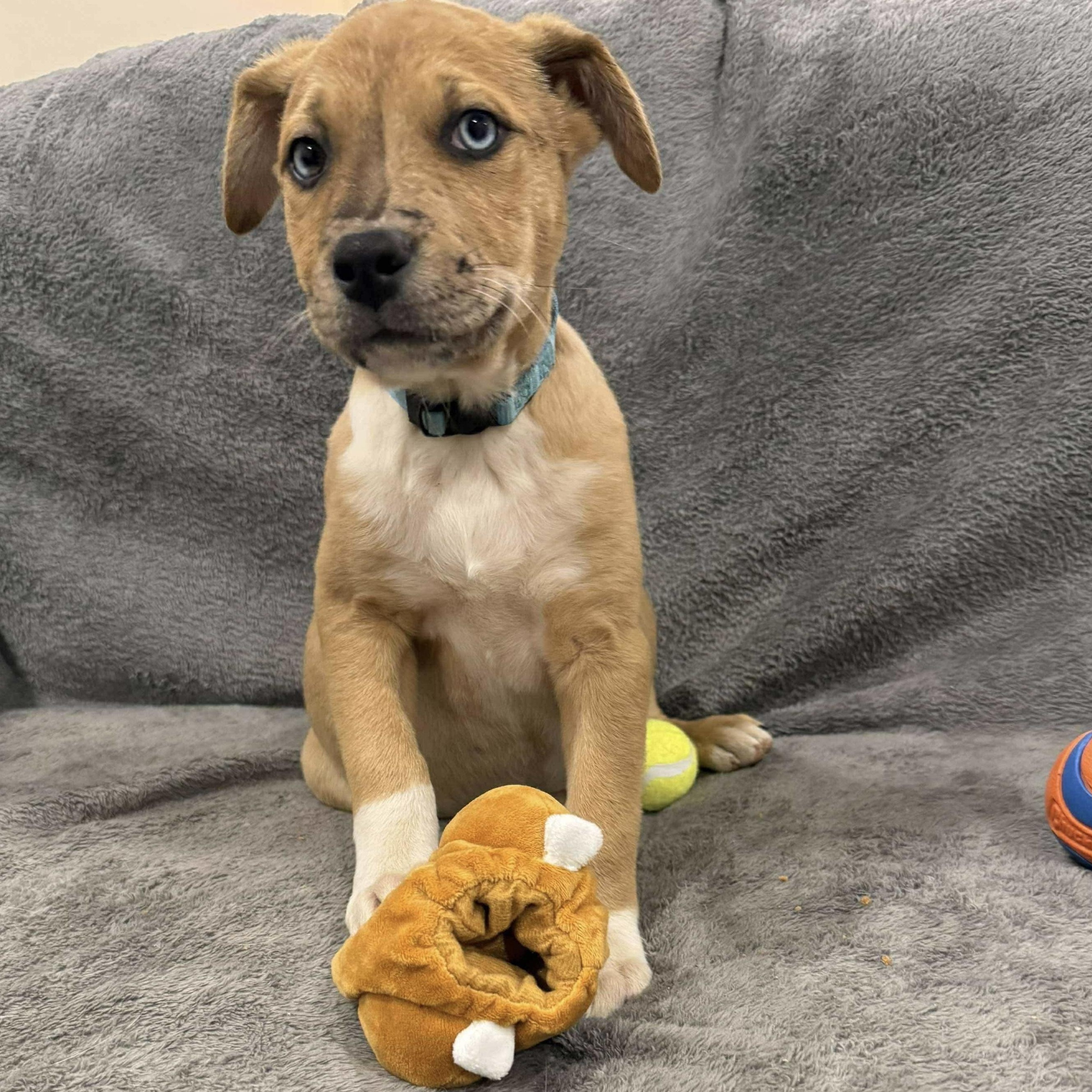 Rusty, Adoptable, Puppy Male Boxer.