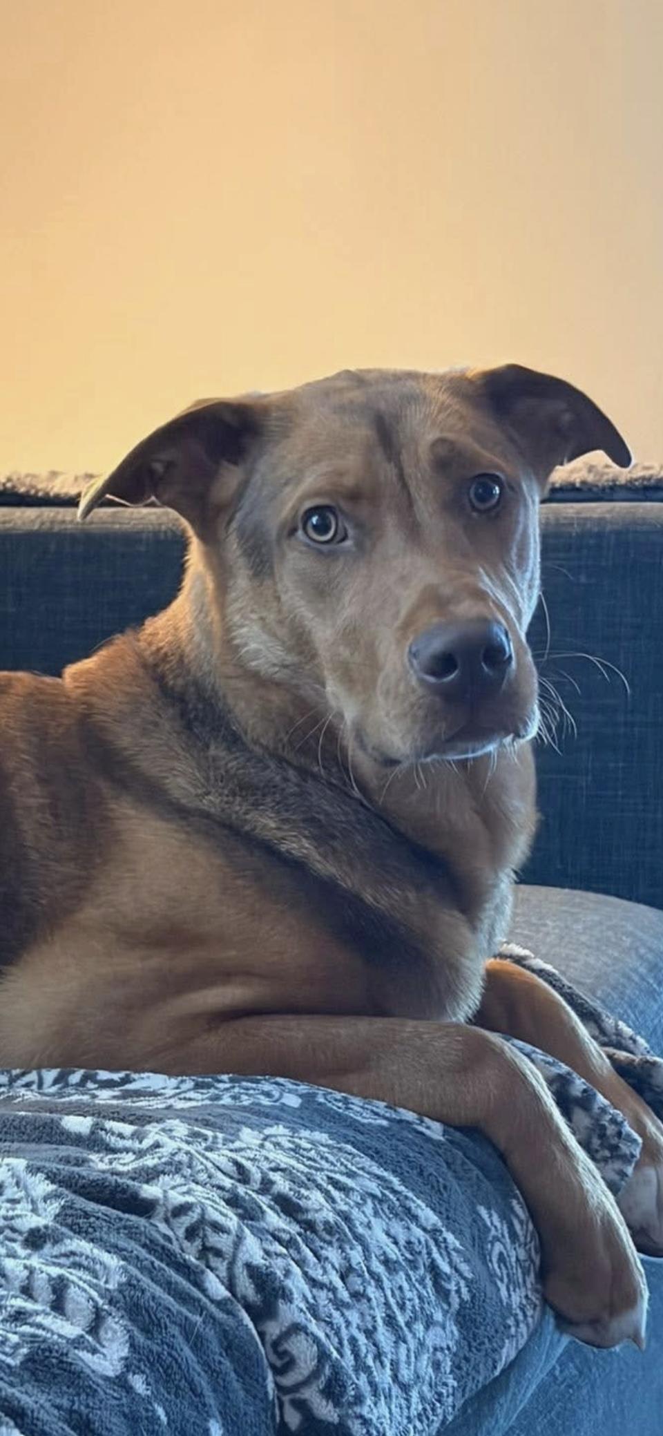 Goose, a ADOPTABLE mixed breed in Cary, NC image 2/3