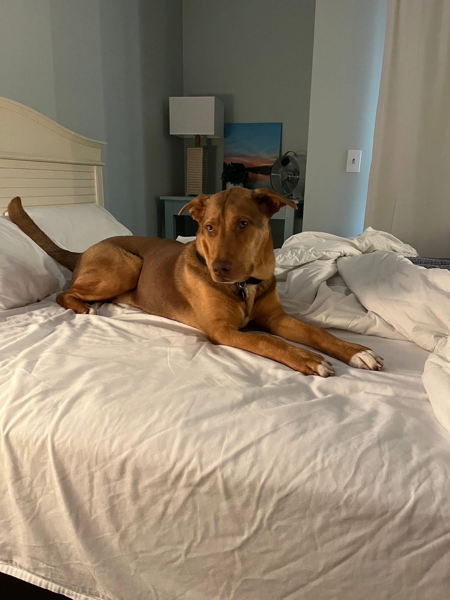 Goose, a ADOPTABLE mixed breed in Cary, NC image 3/3