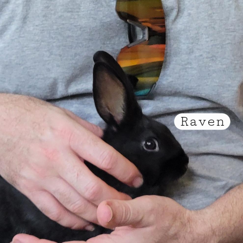 Raven, Adoptable, Young Female Harlequin & American.