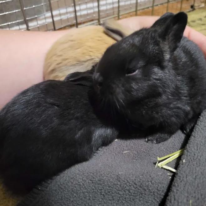 Enlarge Raven, a Adoptable mixed breed in The Woodlands, TX image 3/6