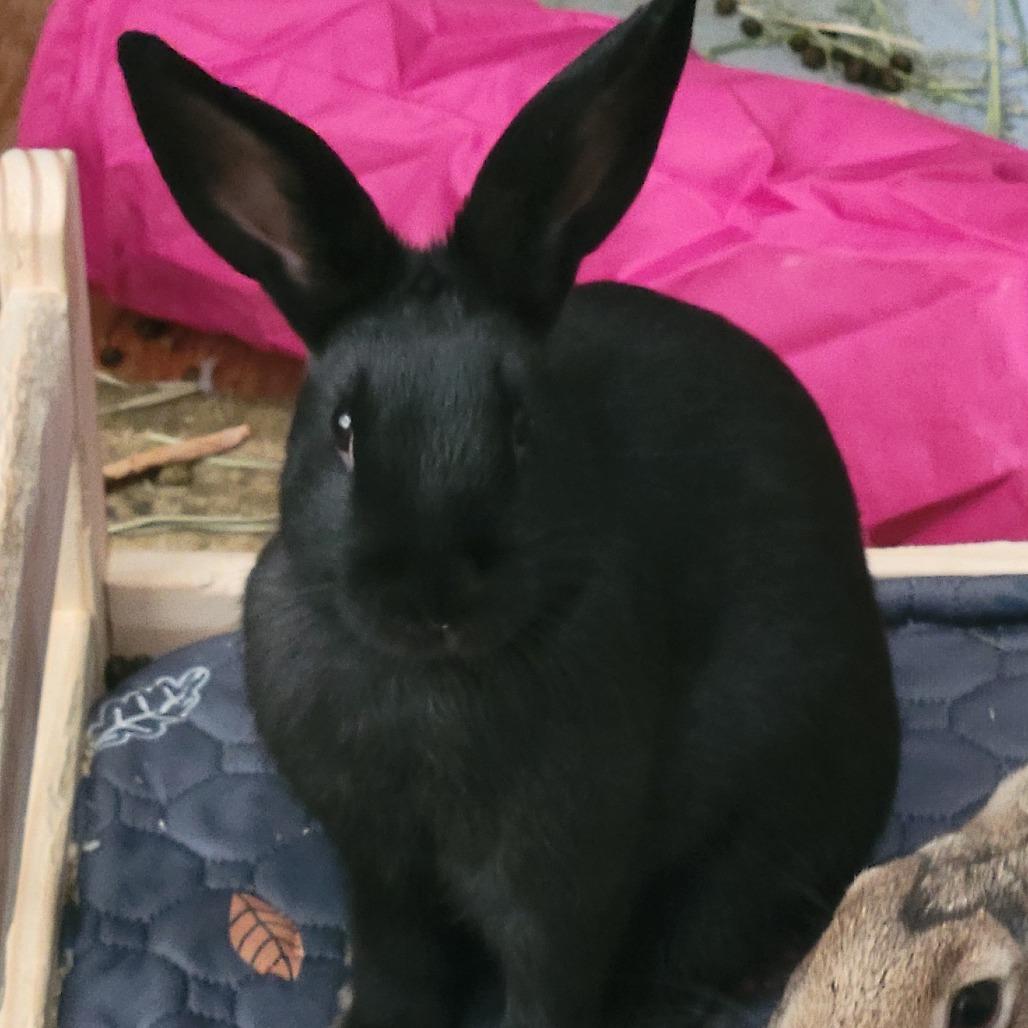 Enlarge Raven, a Adoptable mixed breed in The Woodlands, TX image 4/6