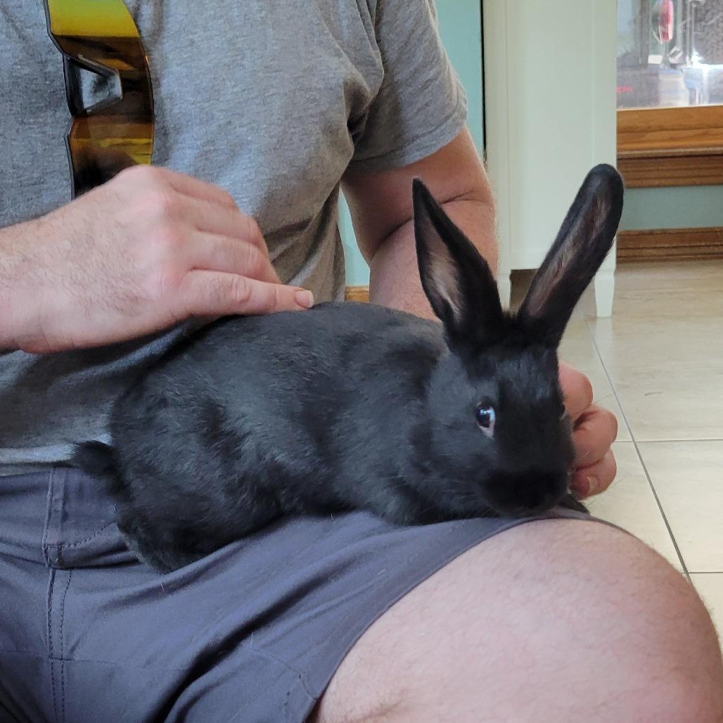 Raven, a Adoptable mixed breed in The Woodlands, TX image 1/6