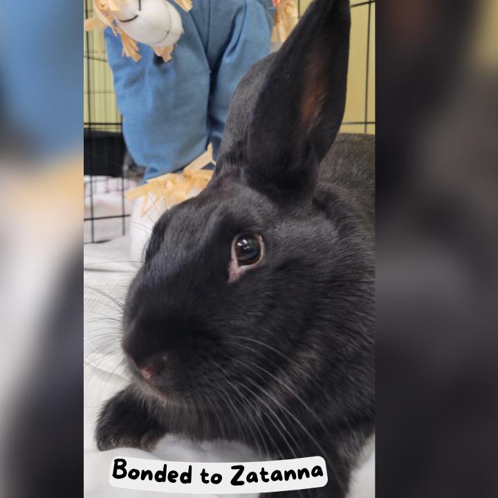 Enlarge Raven, a Adoptable mixed breed in The Woodlands, TX image 5/6