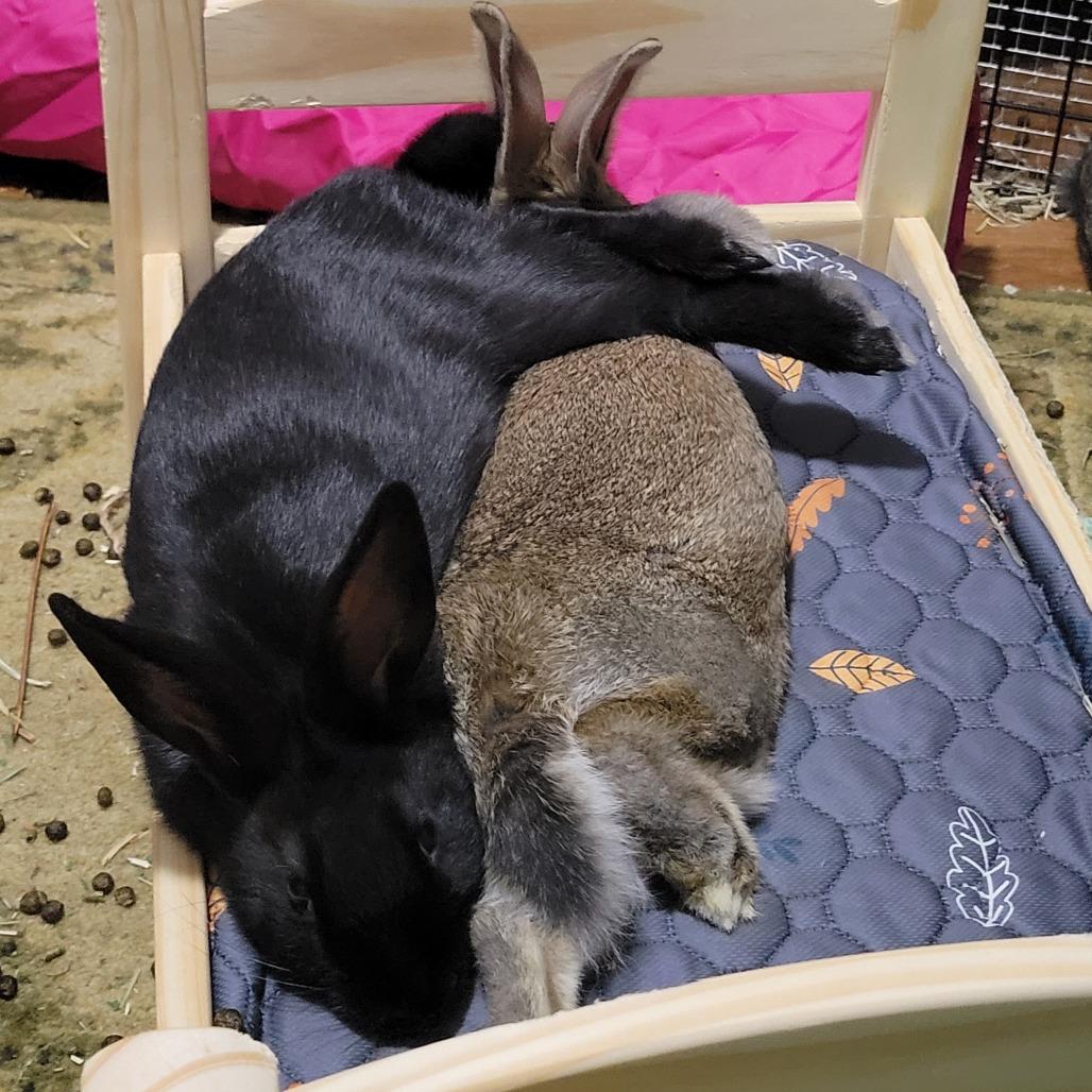 Raven, a Adoptable mixed breed in The Woodlands, TX image 5/6