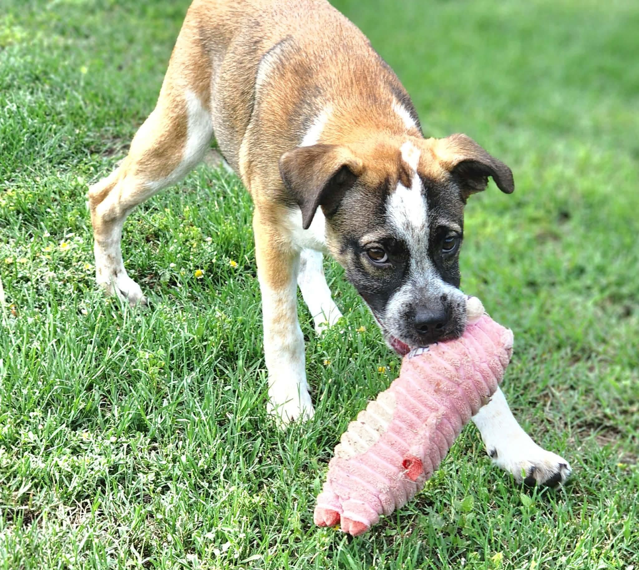 Enlarge Jump Rope, a Adoptable mixed breed in Pittsburgh, PA image 3/6