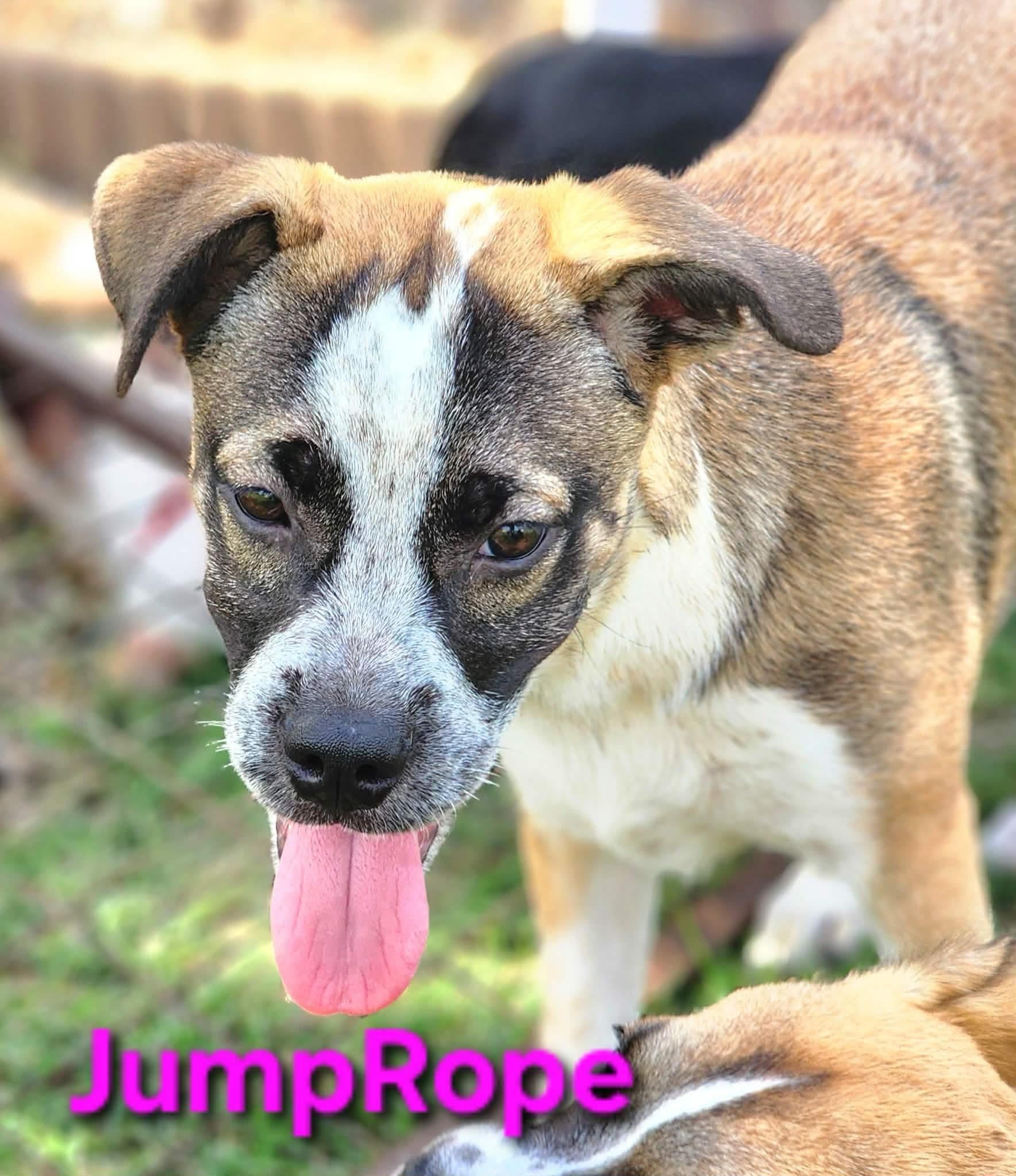 Enlarge Jump Rope, a Adoptable mixed breed in Pittsburgh, PA image 2/6