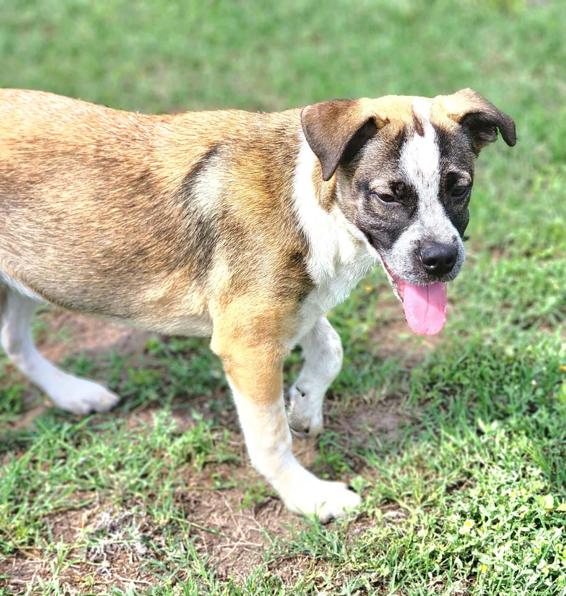 Enlarge Jump Rope, a Adoptable mixed breed in Pittsburgh, PA image 6/6