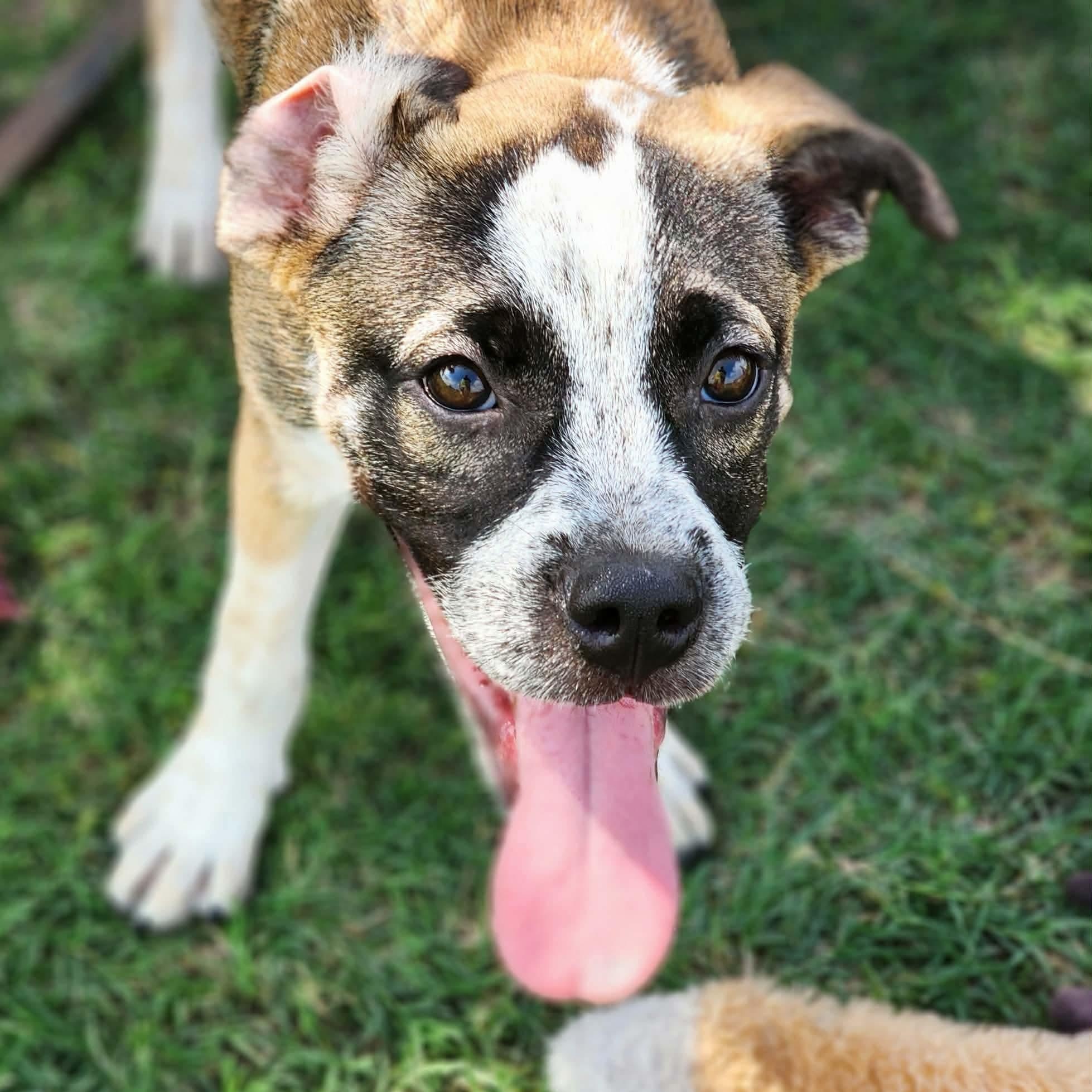 Jump Rope, Adoptable, Puppy Female Boxer.