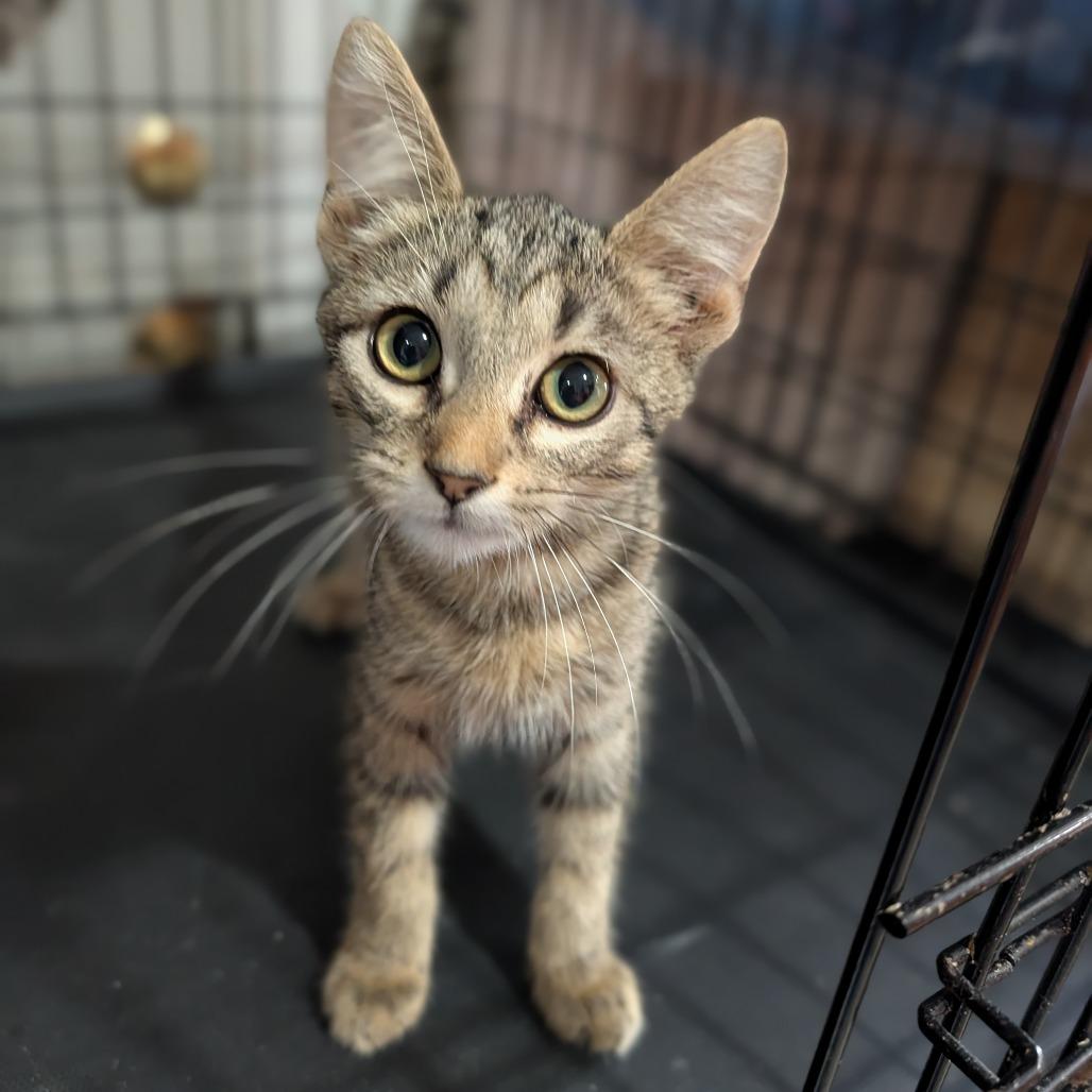 Enlarge Mudkip, a ADOPTABLE Domestic Short Hair in Cape Girardeau, MO image 3/3