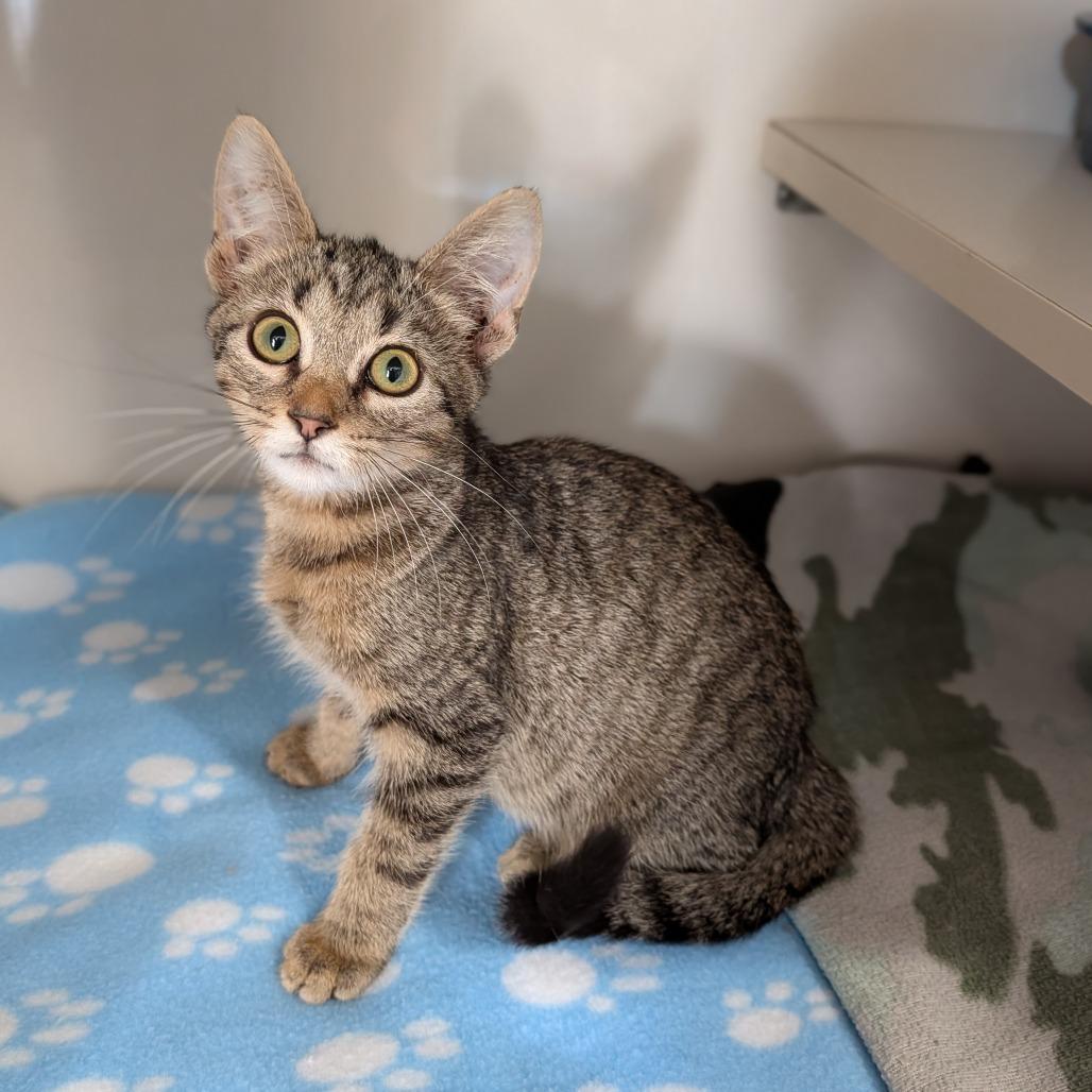 Enlarge Mudkip, a ADOPTABLE Domestic Short Hair in Cape Girardeau, MO image 2/3