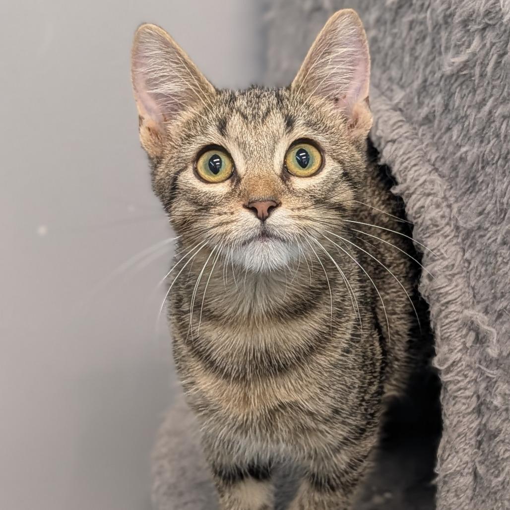 Mudkip, ADOPTABLE, Kitten Male Domestic Short Hair.