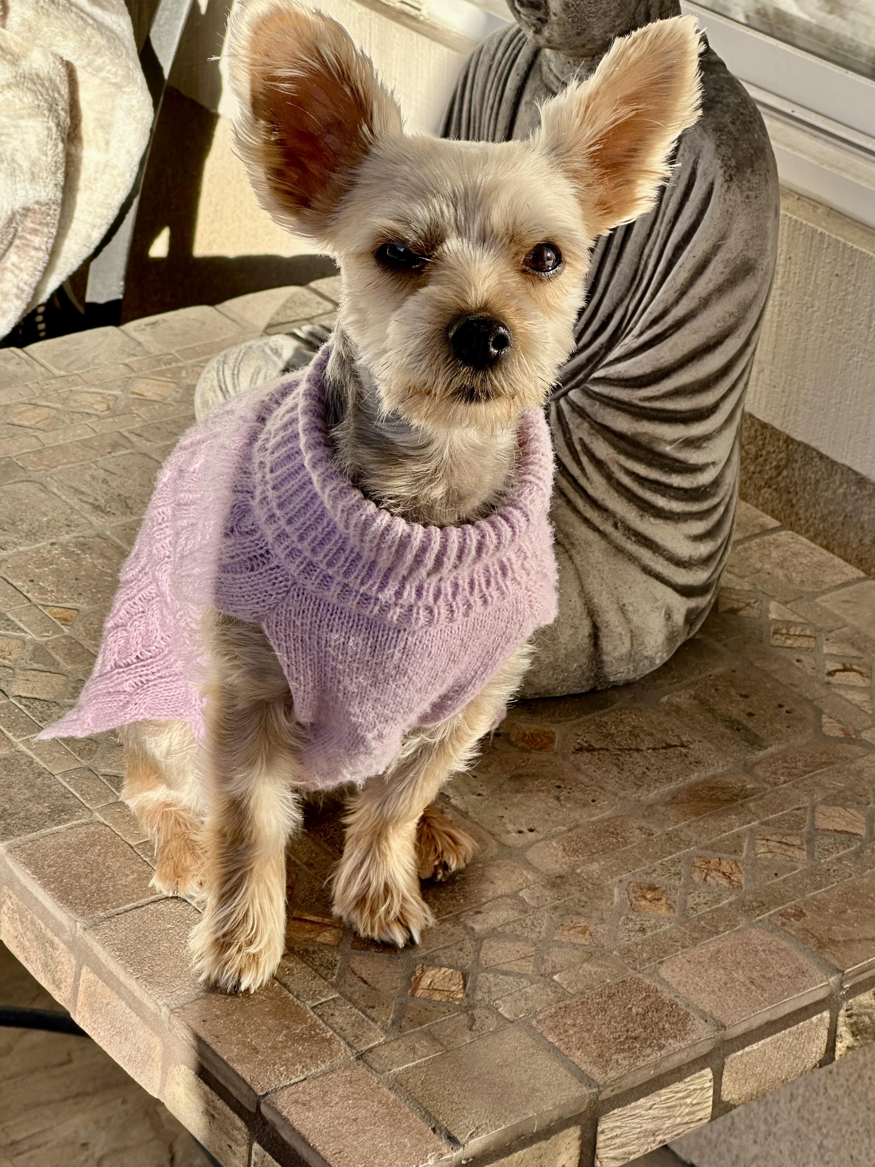 Enlarge Roxy, a ADOPTABLE Yorkshire Terrier in Fremont, CA image 2/2