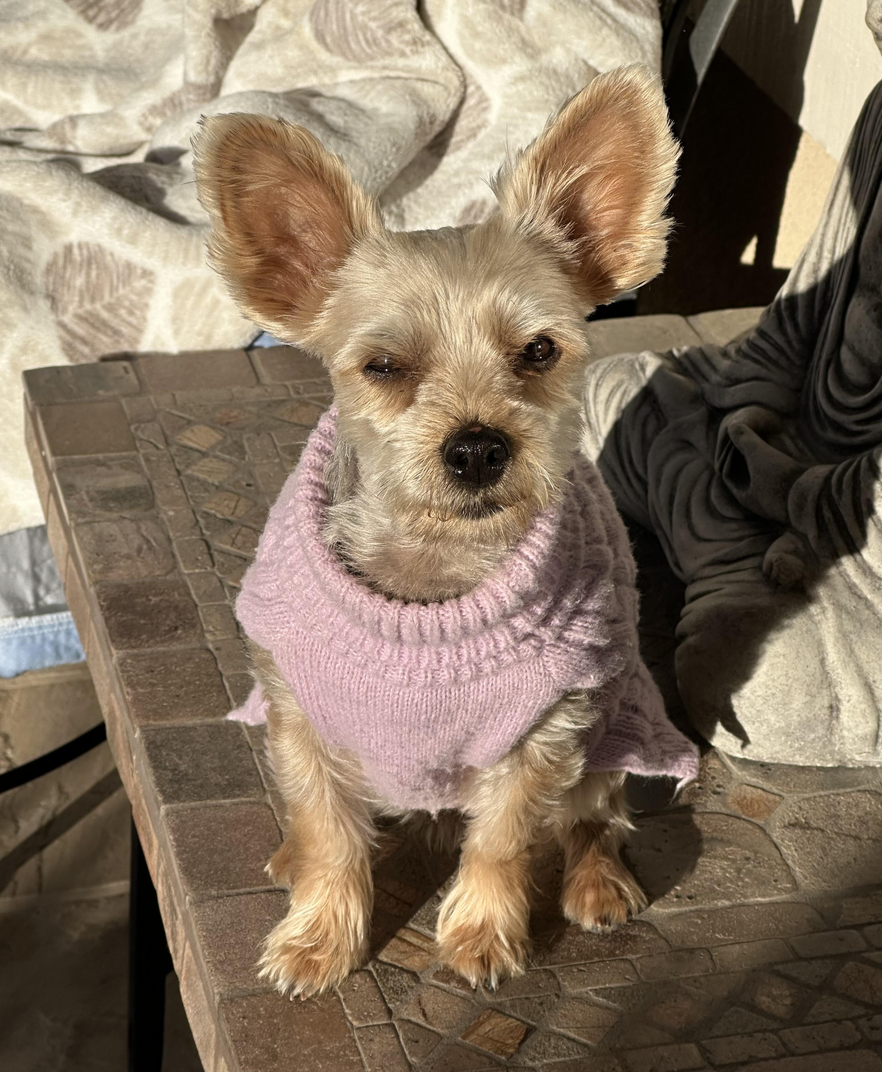 Roxy, ADOPTABLE, Adult Female Yorkshire Terrier.