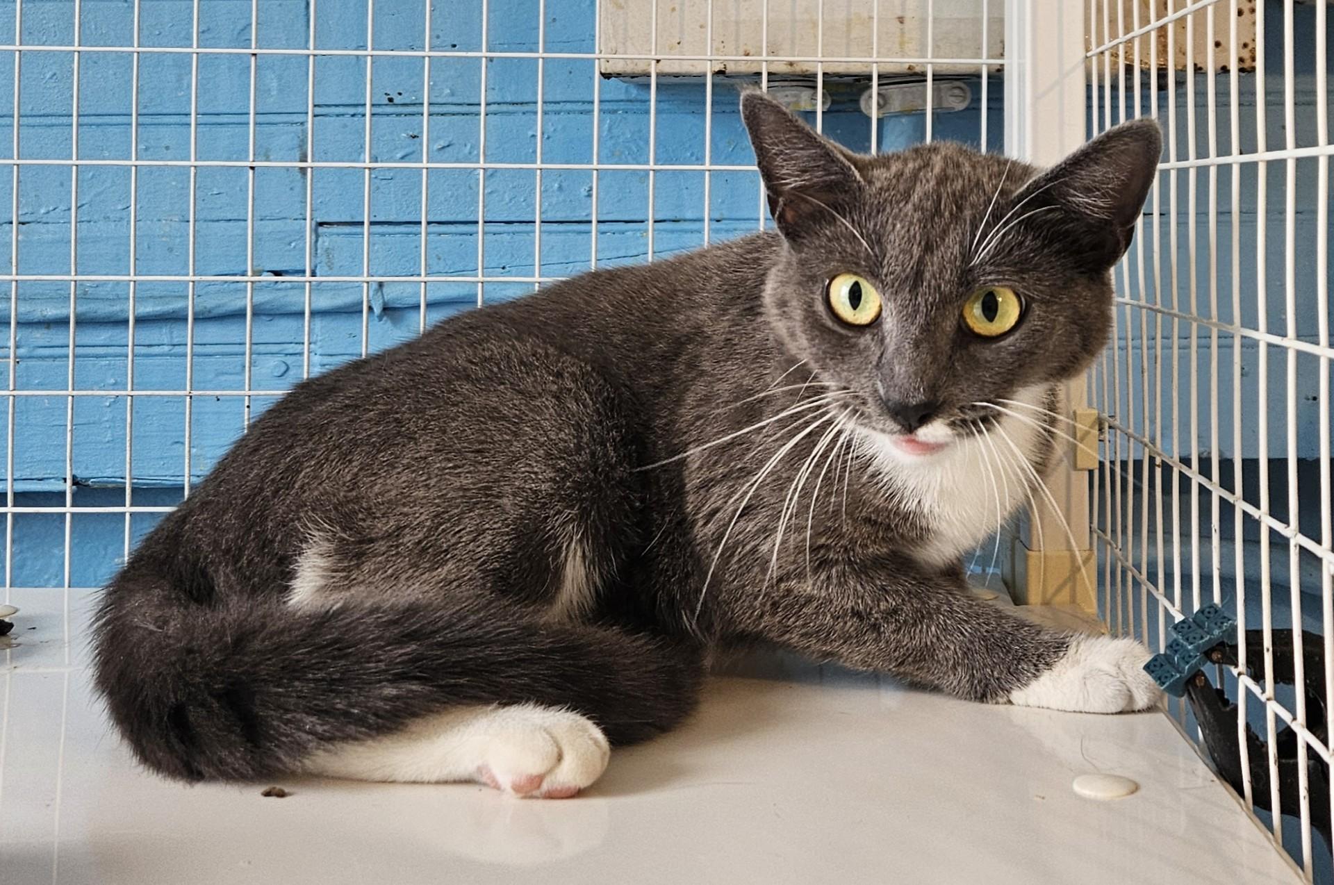 Swan-FeLV POSITIVE, Adoptable, Adult Female Domestic Medium Hair.