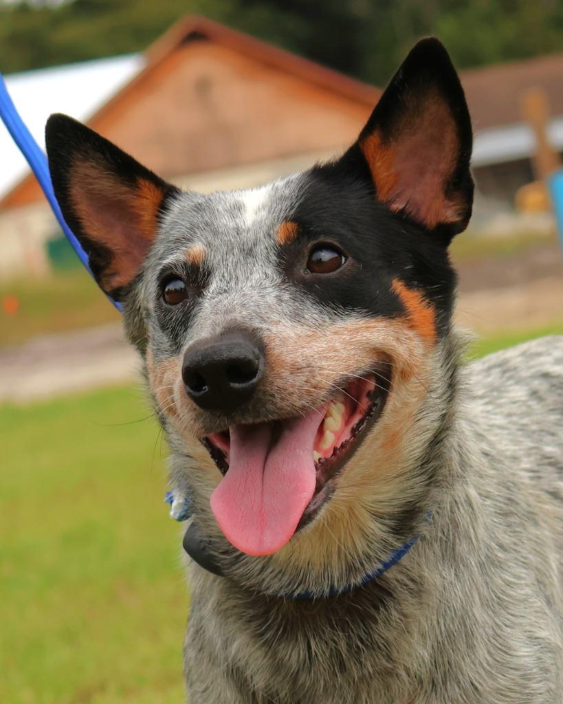 Misty, Adoptable, Adult Female Australian Cattle Dog / Blue Heeler.