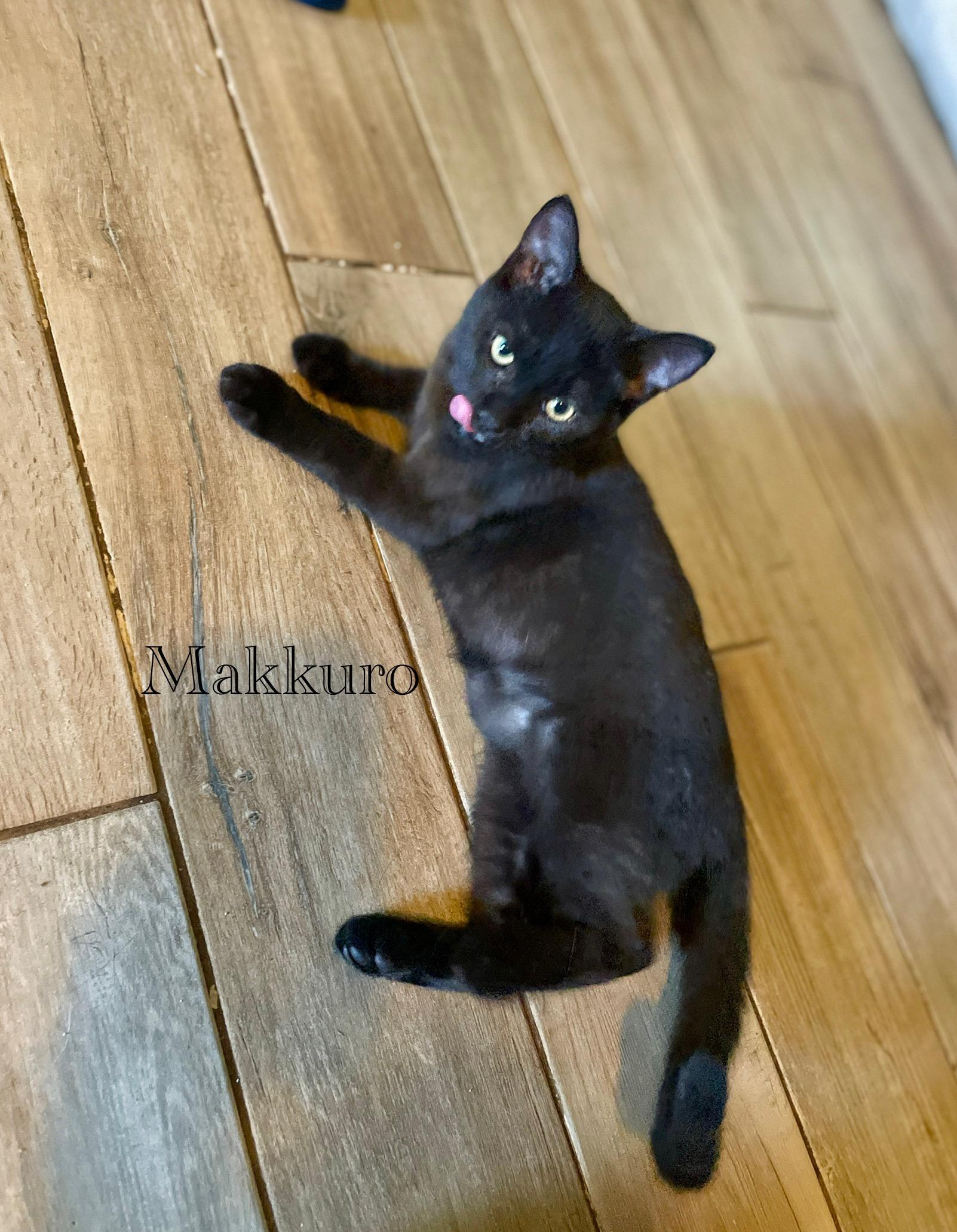 Makkuro, Adoptable, Young Male Domestic Short Hair.