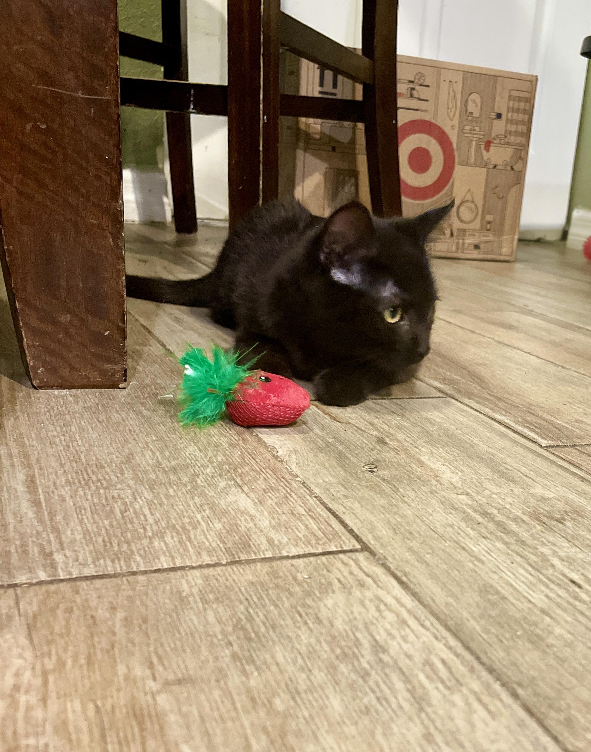 Enlarge Makkuro, a Adoptable Domestic Short Hair in Tampa, FL image 2/3