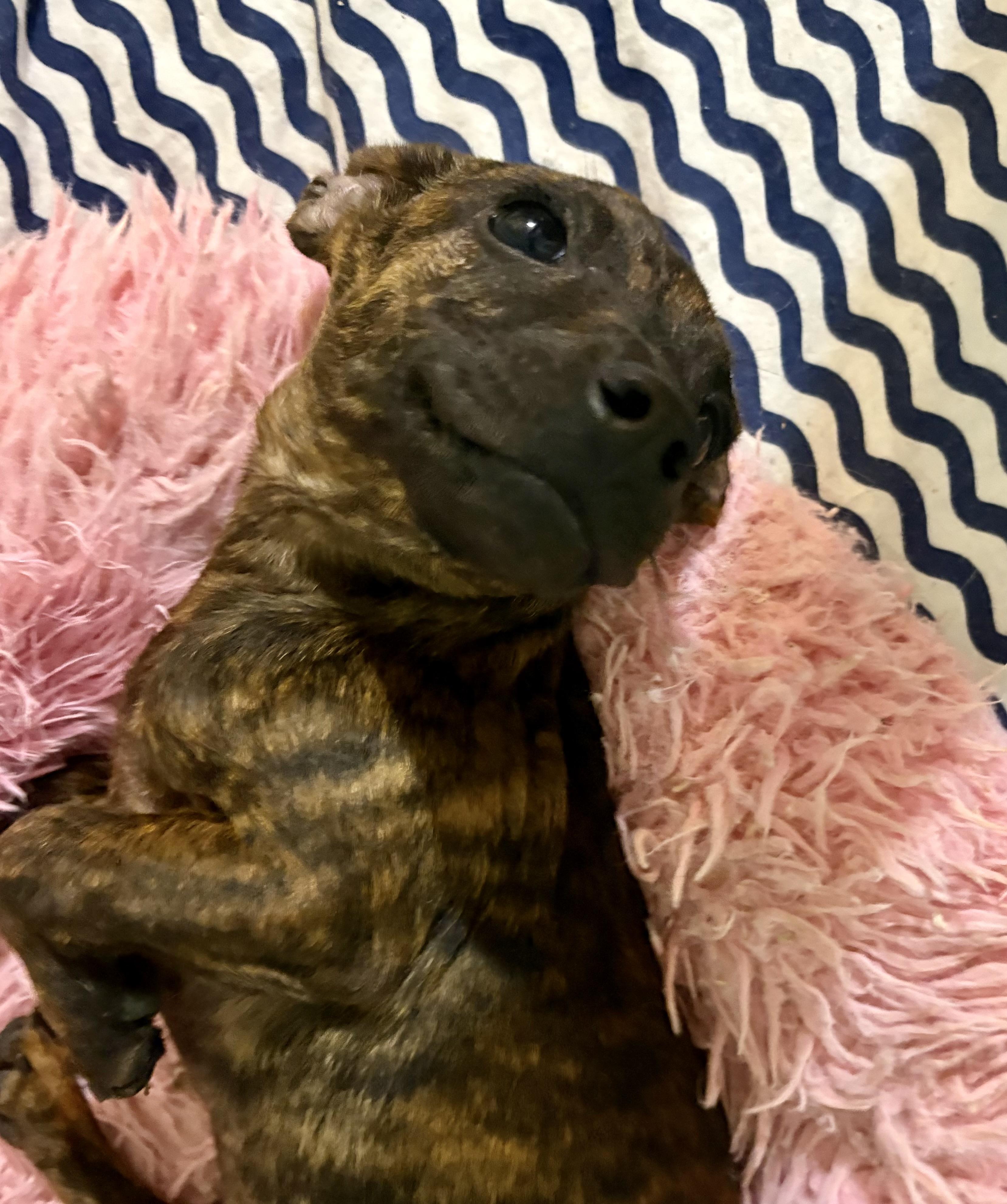 Enlarge Jelly Roll, an adopted mixed breed in Ooltewah, TN image 5/5