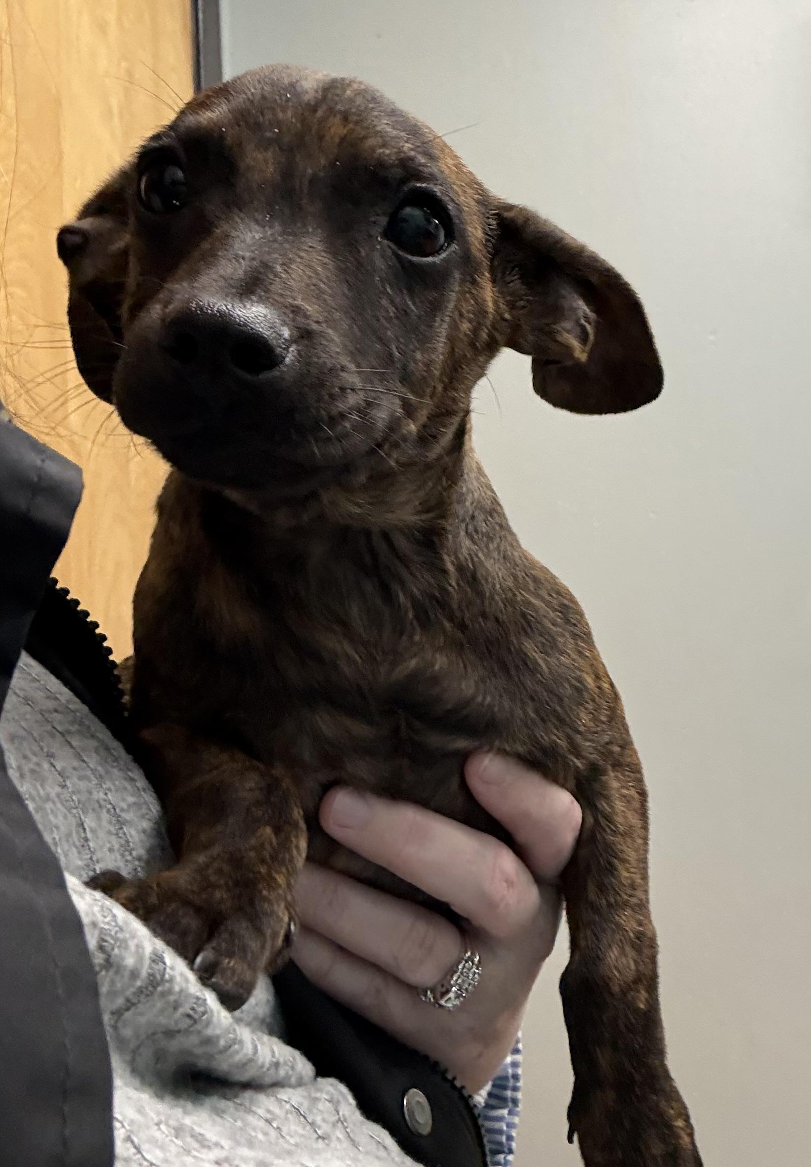 Enlarge Jelly Roll, an adopted mixed breed in Ooltewah, TN image 4/5