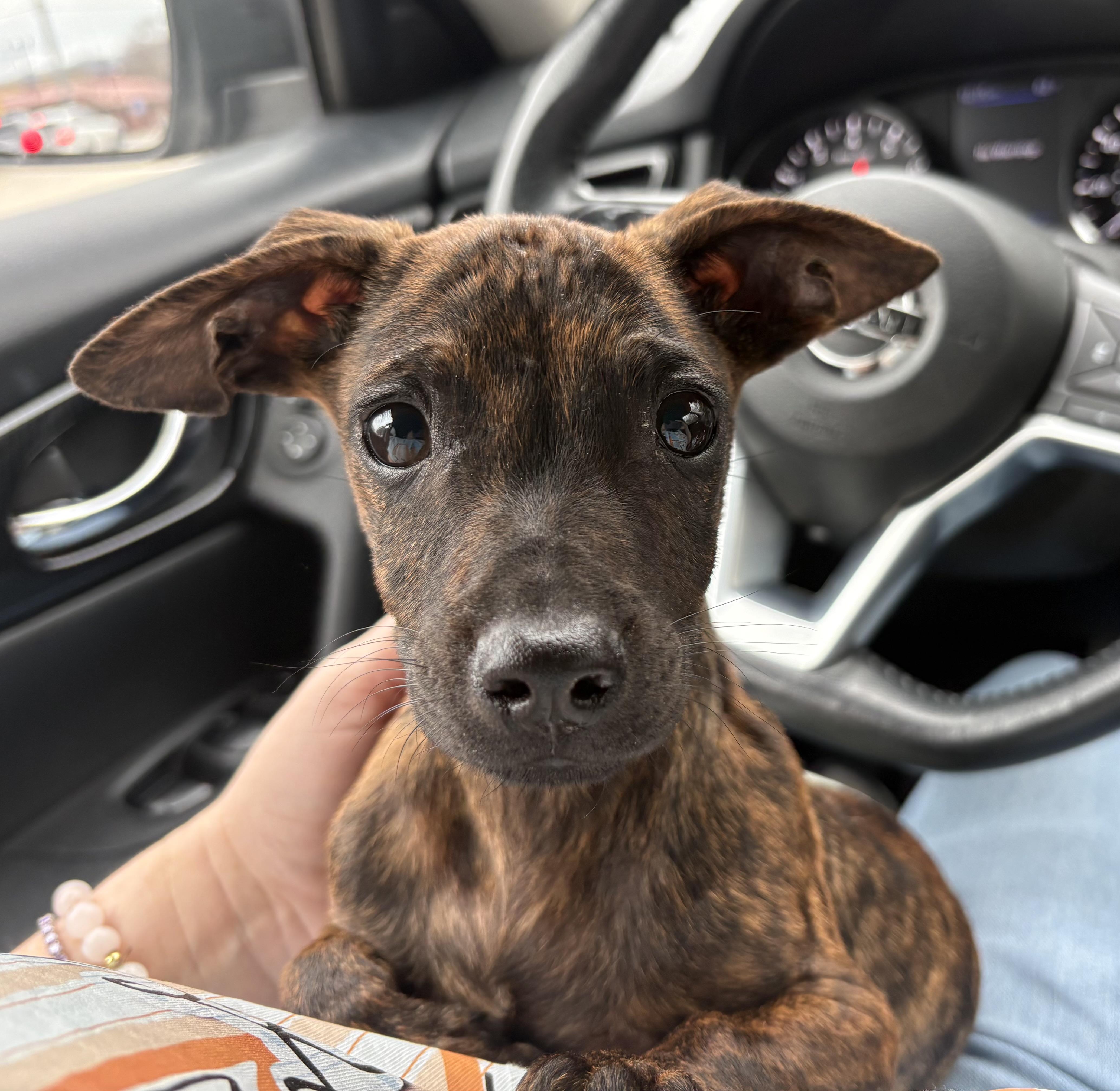 Enlarge Jelly Roll, an adopted mixed breed in Ooltewah, TN image 3/5
