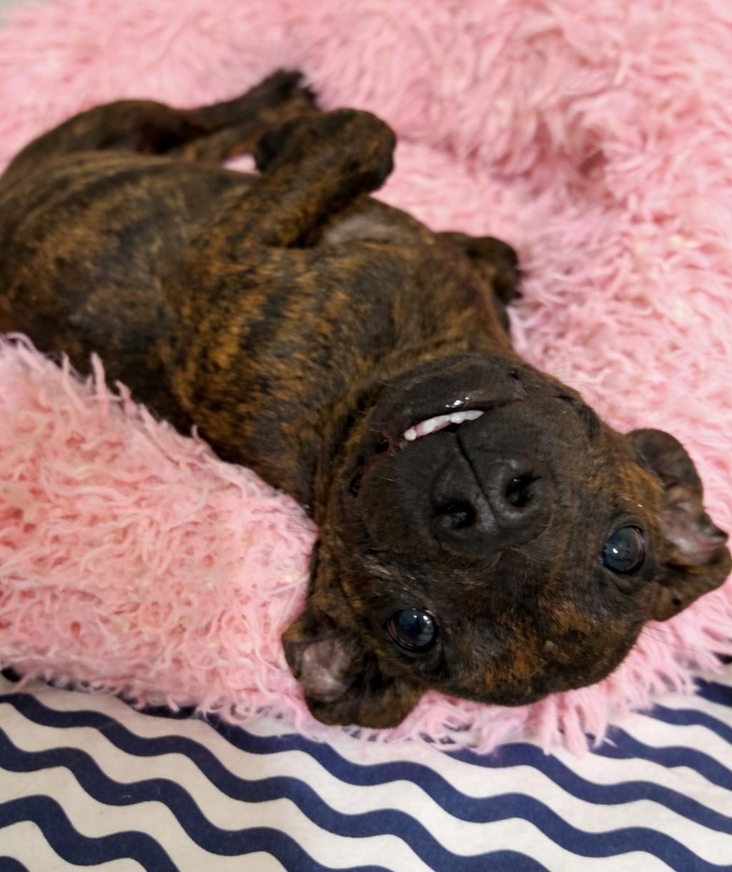 Enlarge Jelly Roll, an adopted mixed breed in Ooltewah, TN image 2/5