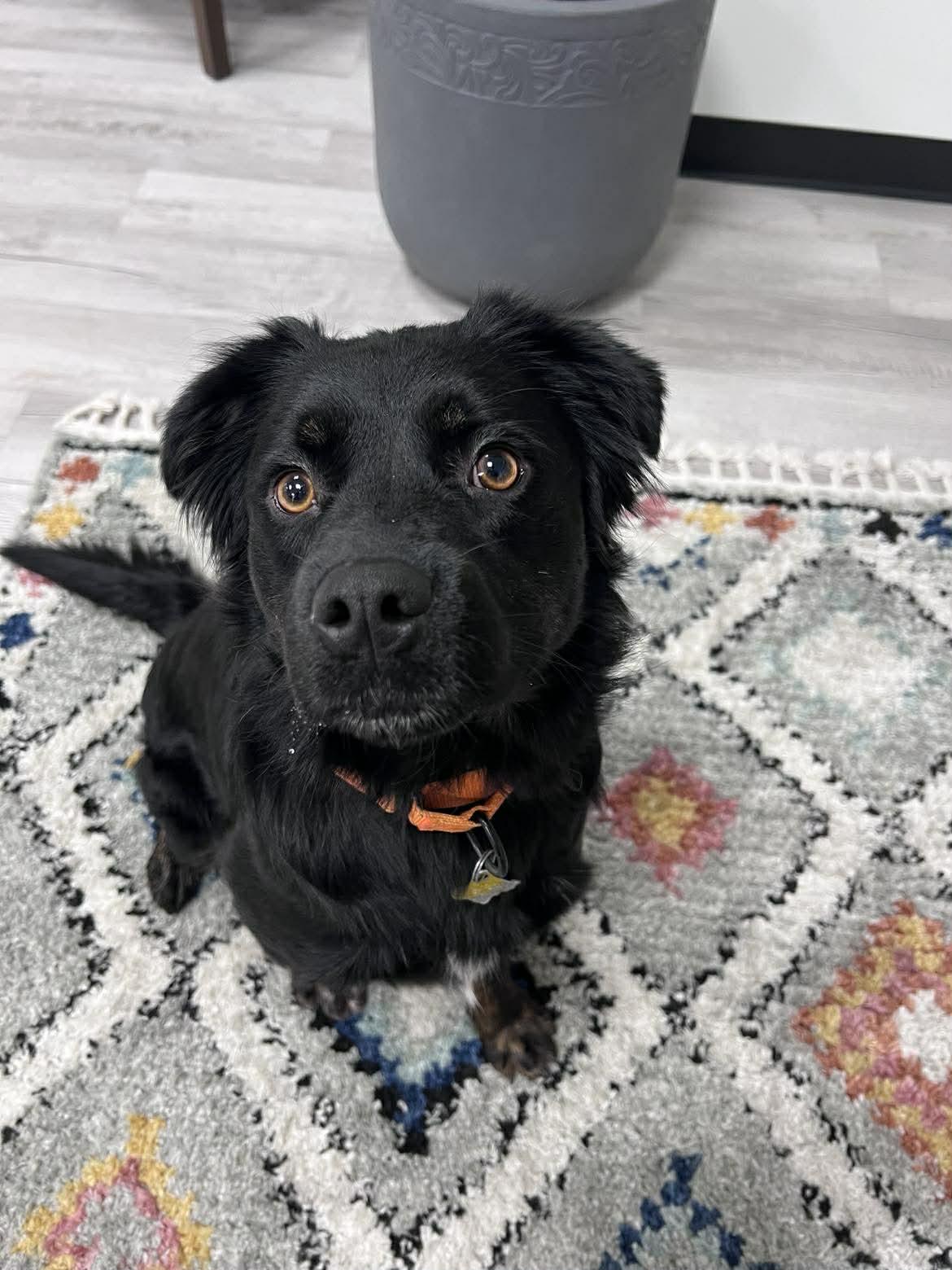 Yona, a Adoptable mixed breed in Salt Lake City, UT image 1/3