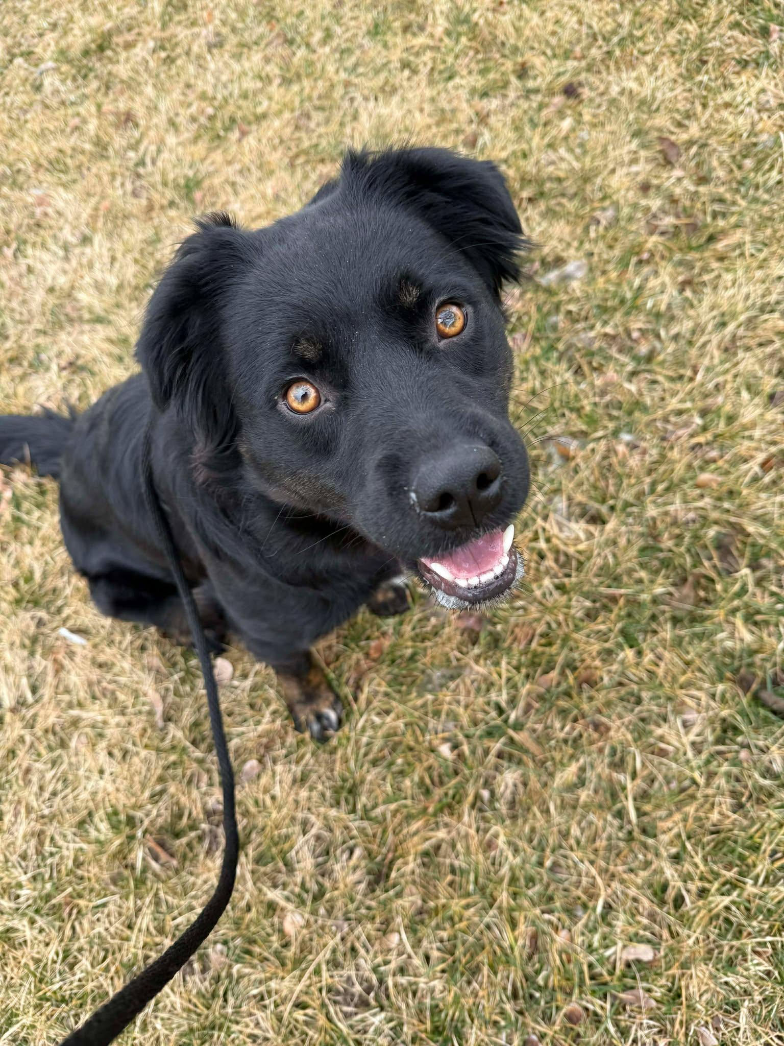 Yona, a Adoptable mixed breed in Salt Lake City, UT image 2/3